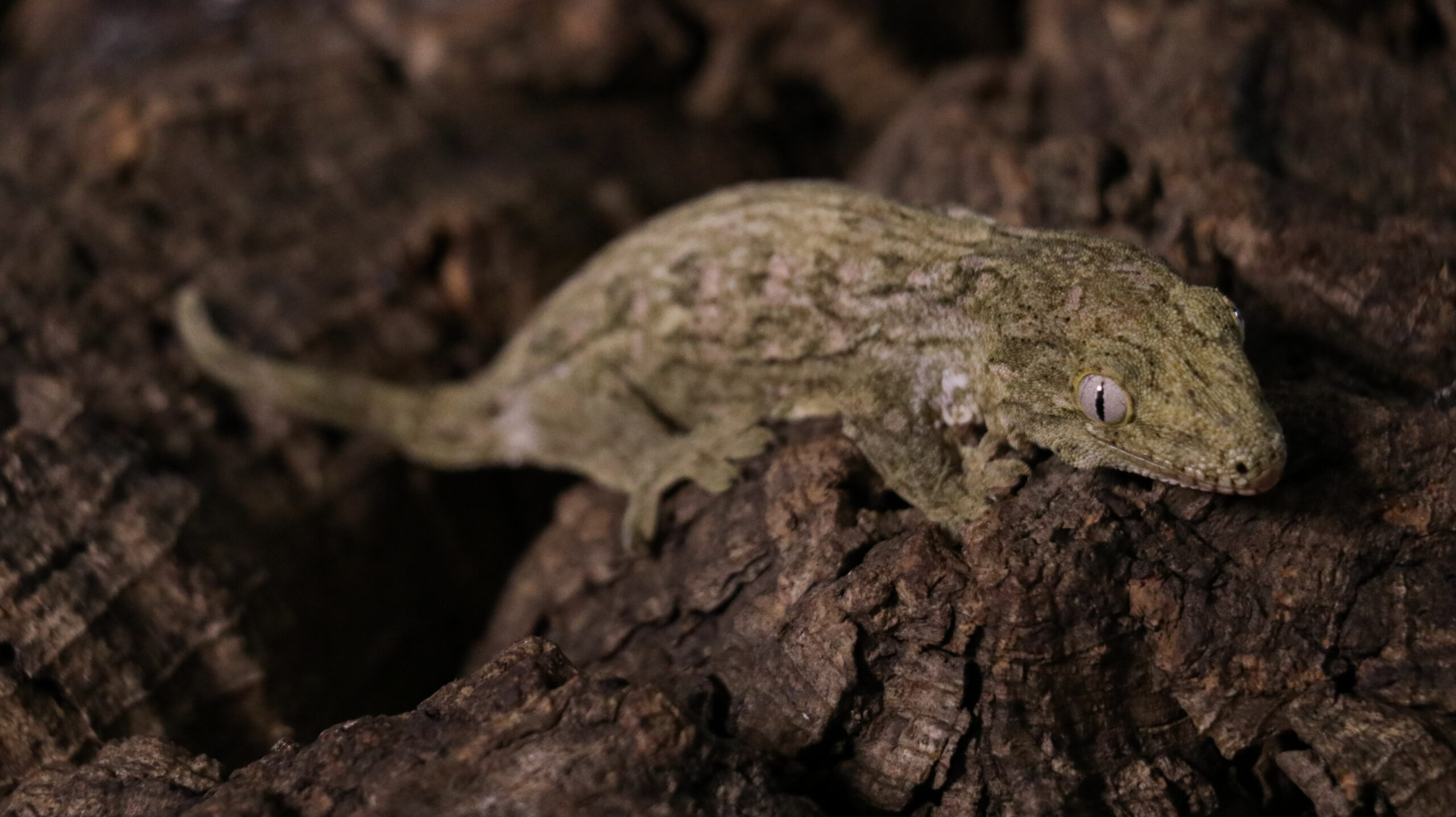 006 Pine Island:圖片 7