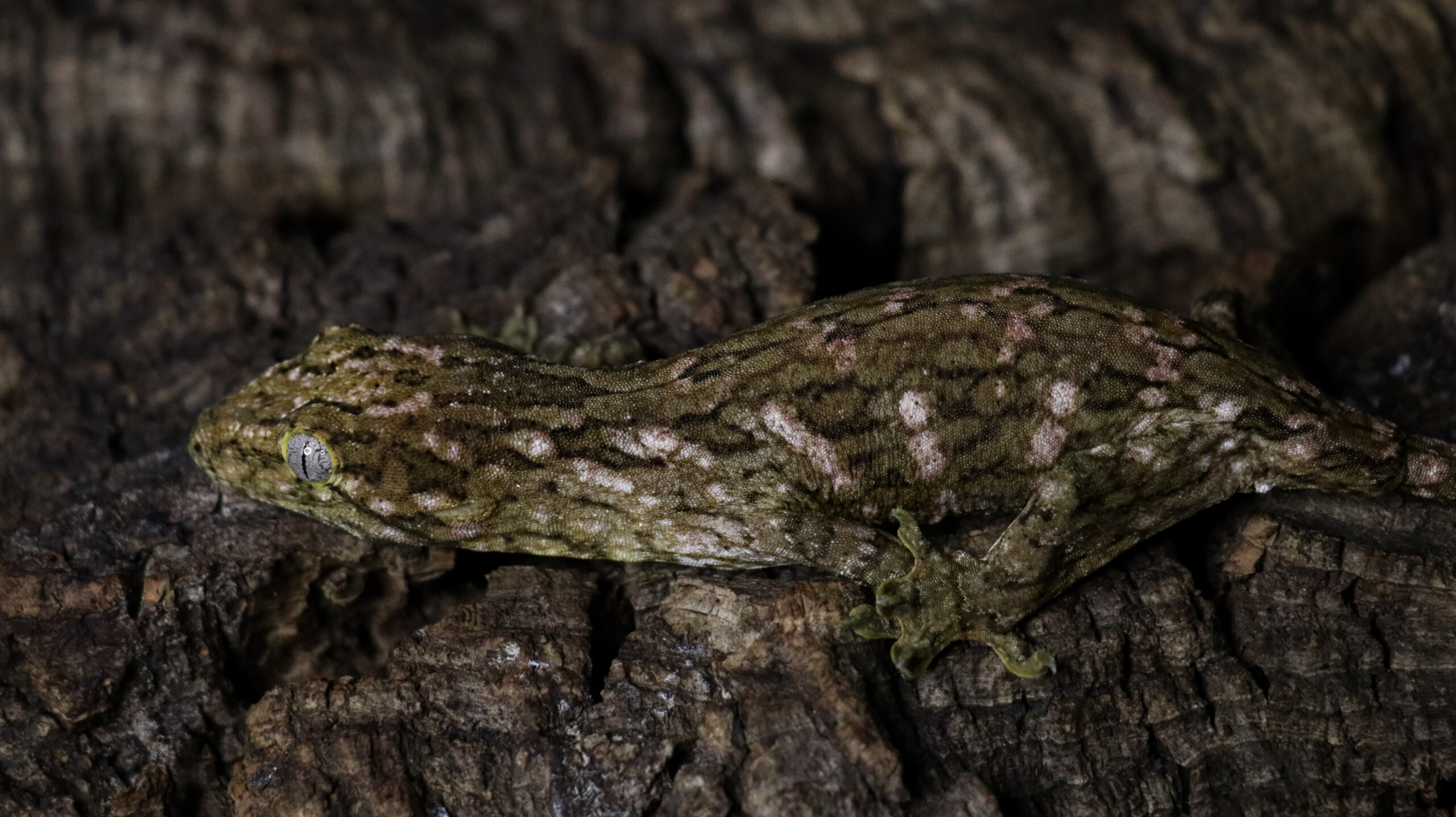 030 MTK Red:圖片 12