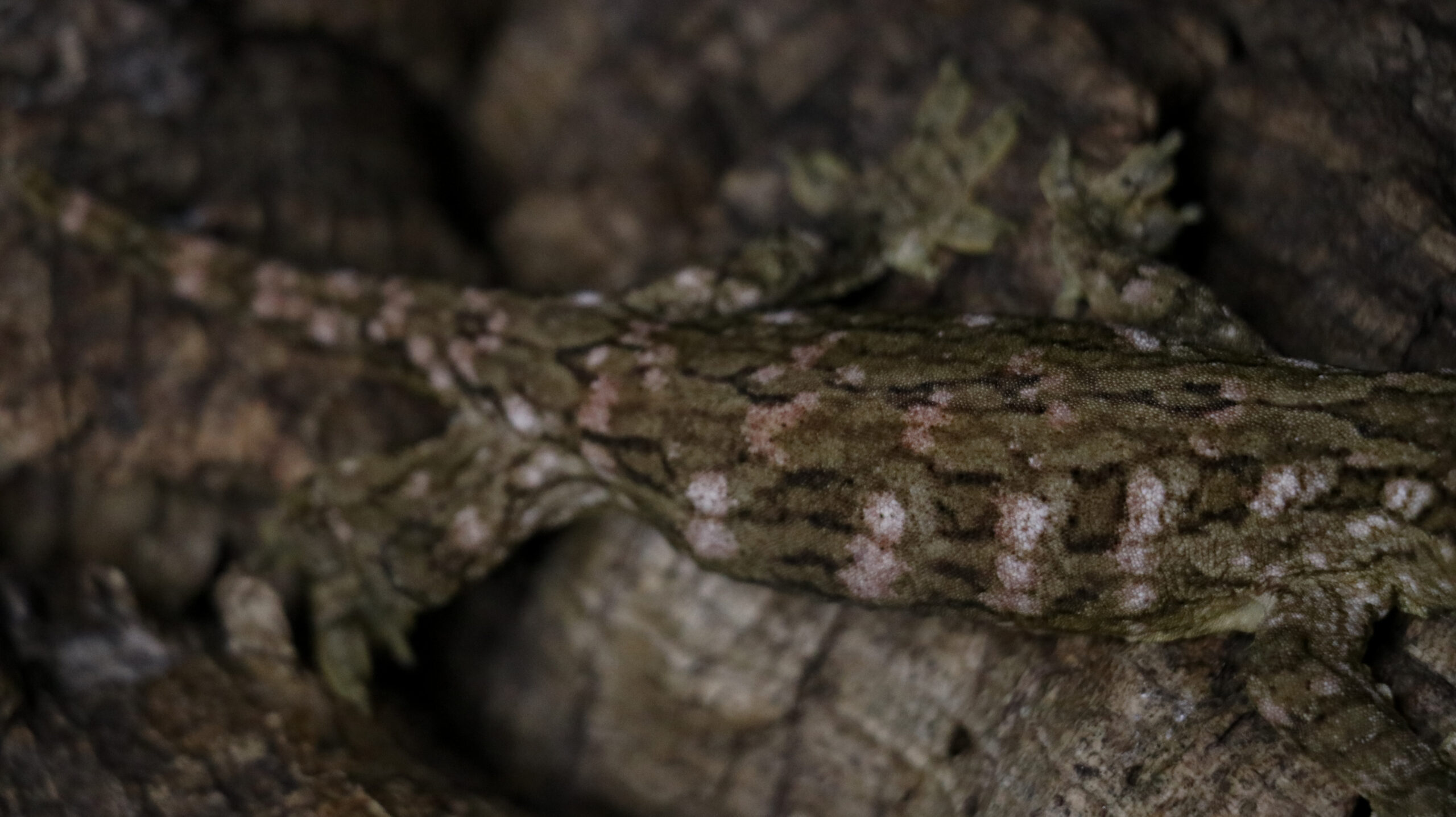 030 MTK Red:圖片 11