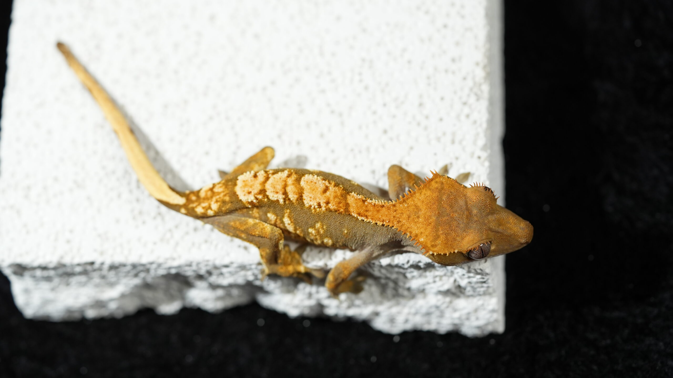 003 三色奶油:圖片 2