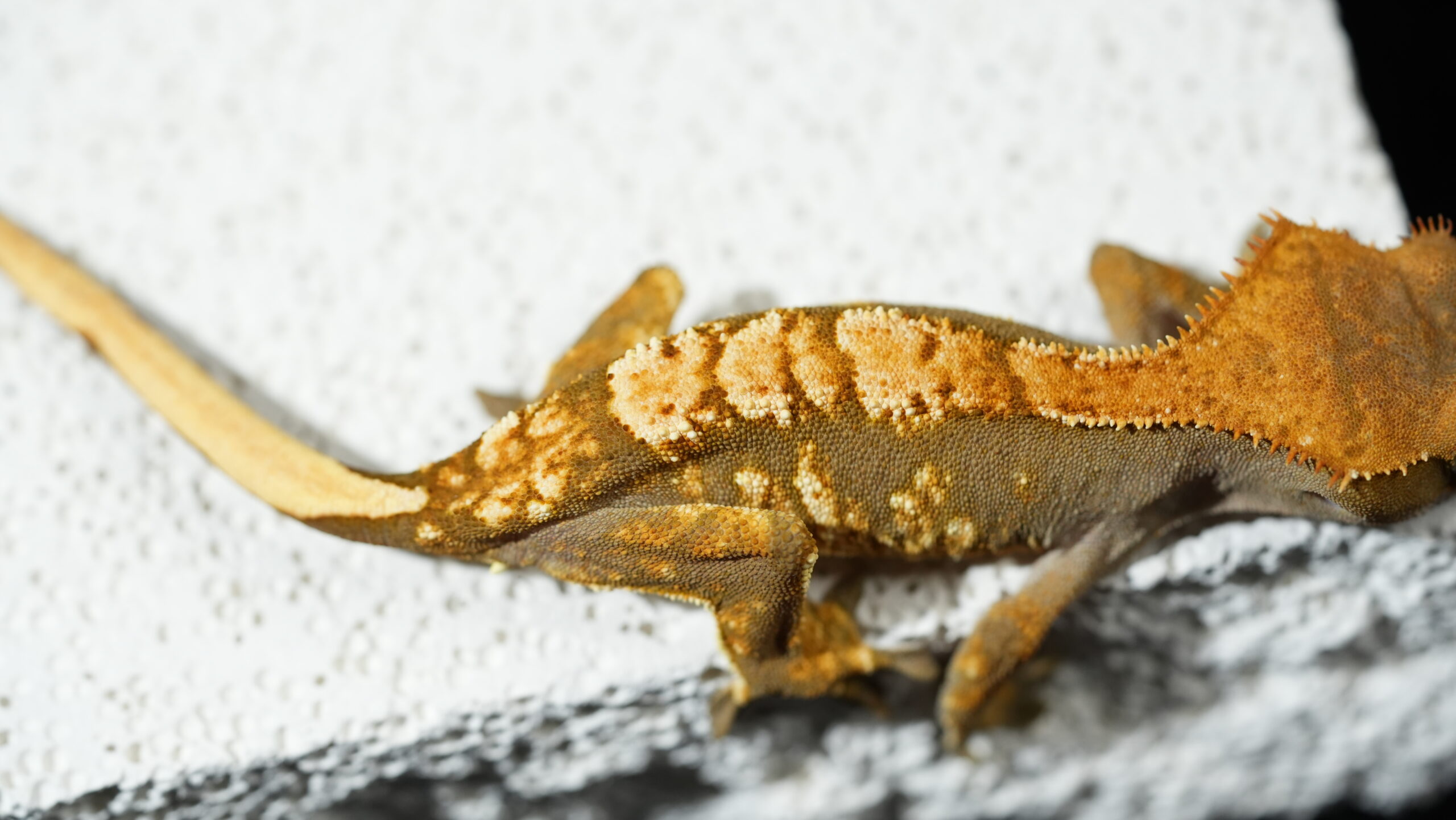 003 三色奶油:圖片 3