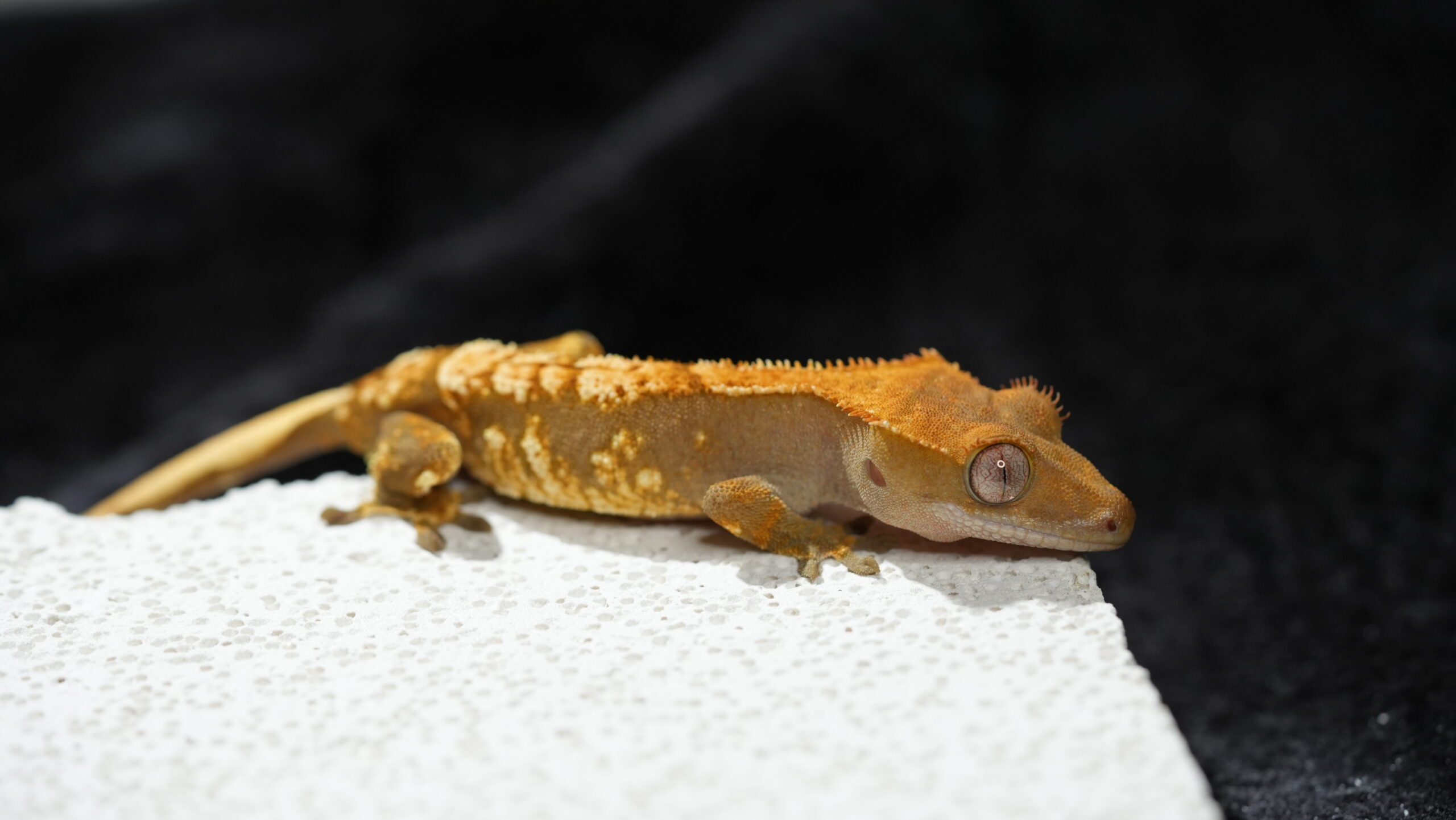 003 三色奶油:圖片 5