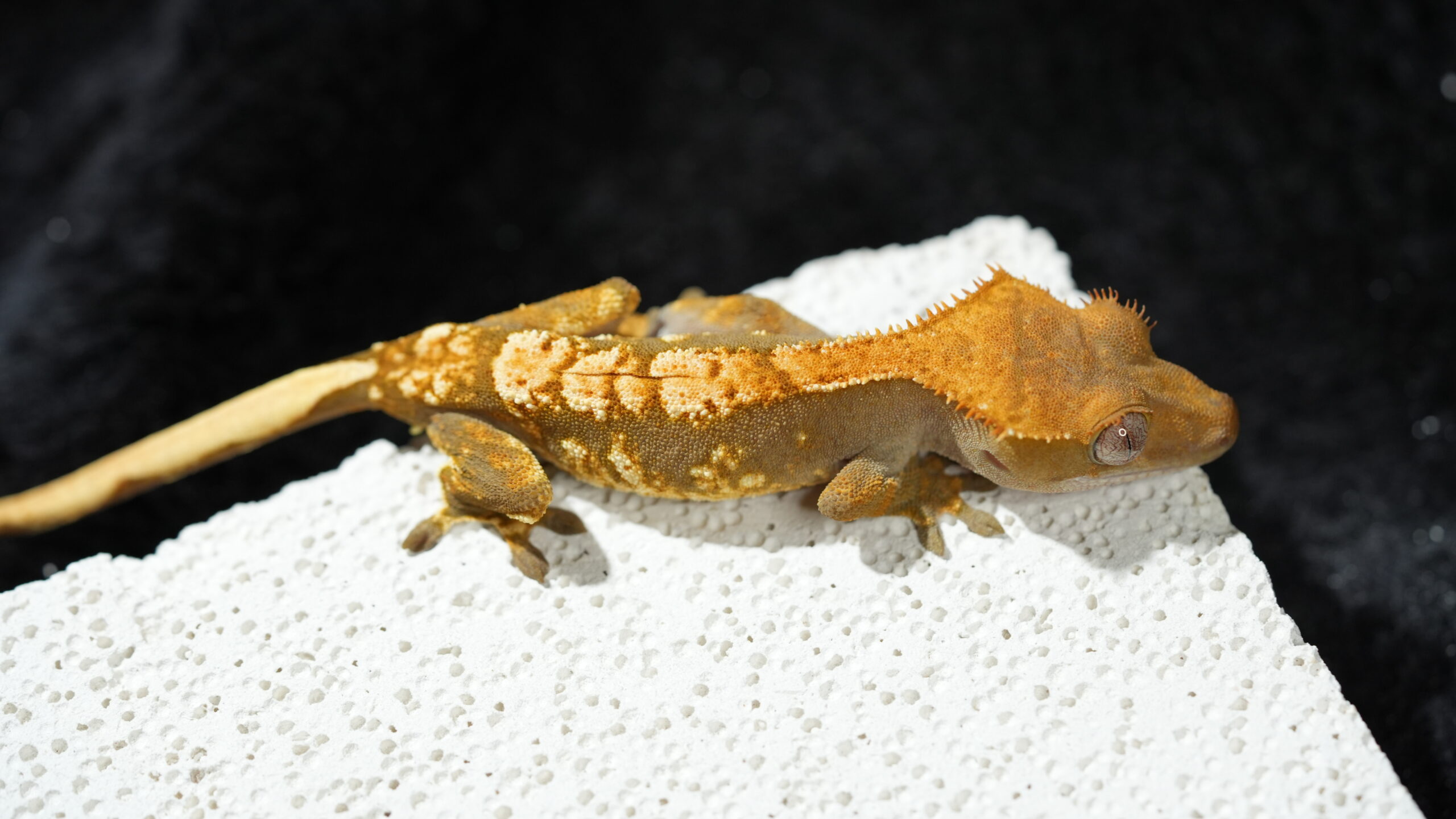 003 三色奶油:圖片 6