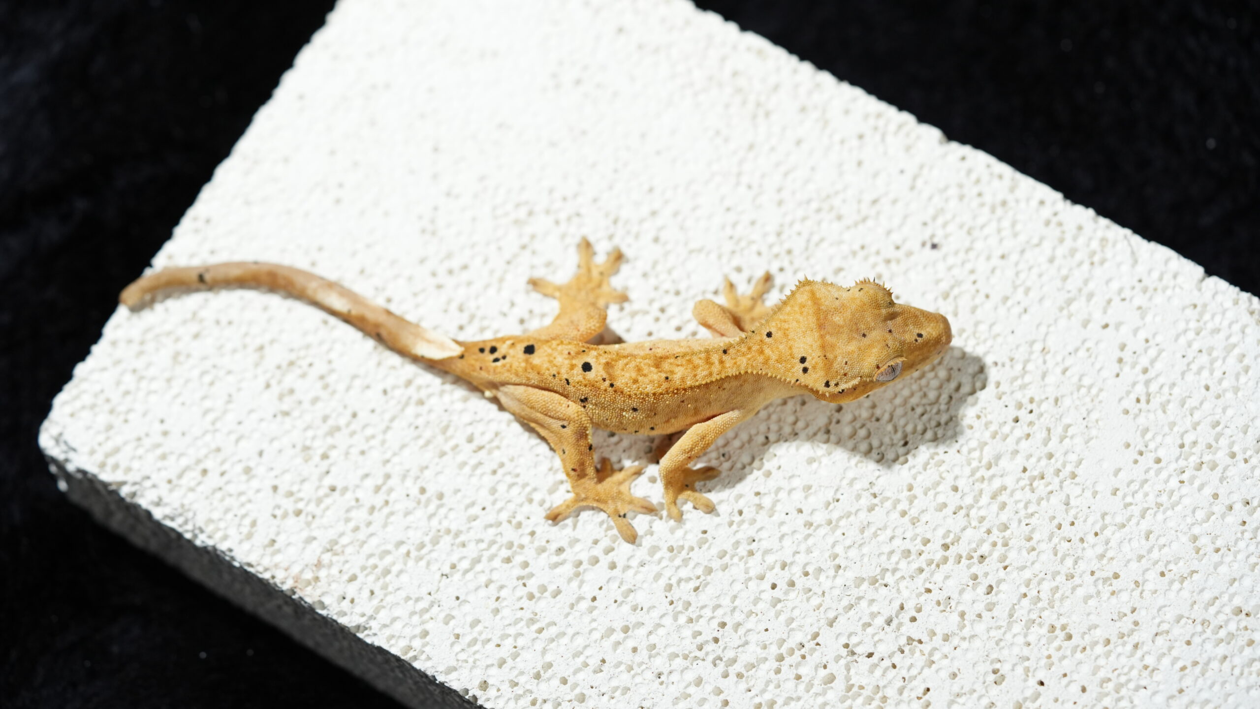 004 大麥町:圖片 4