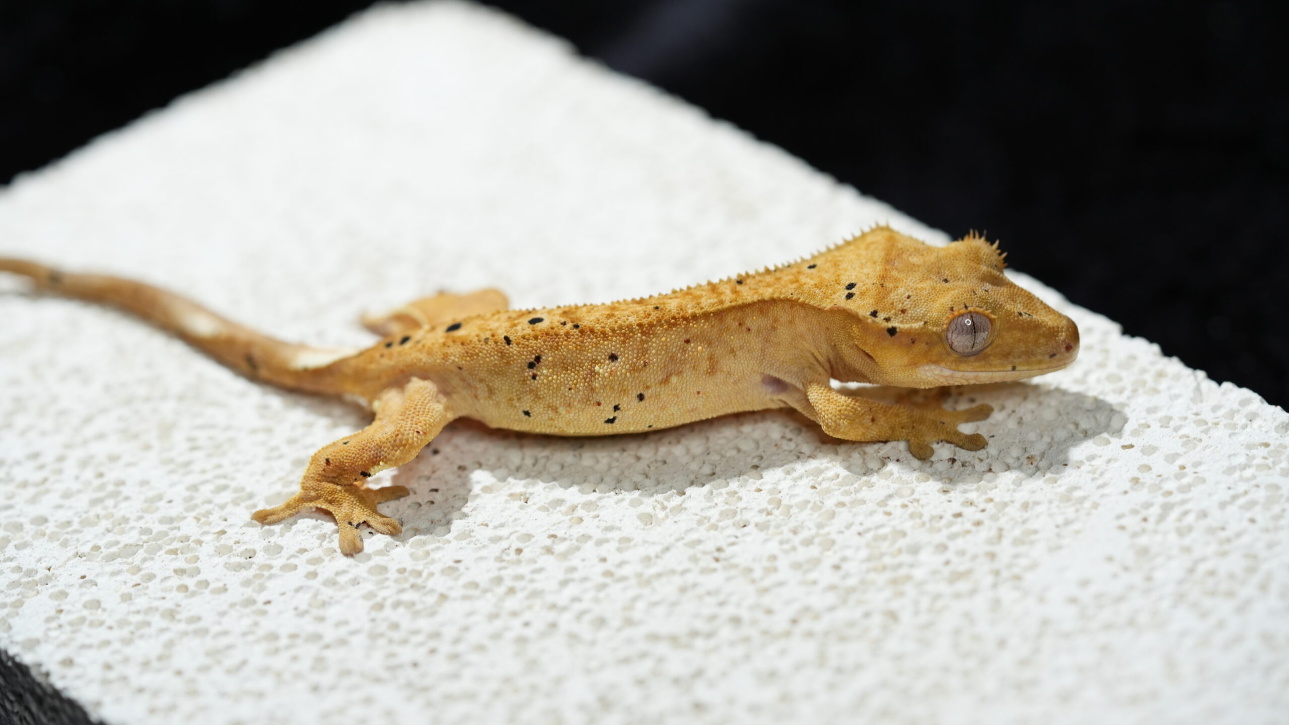 004 大麥町:圖片 3