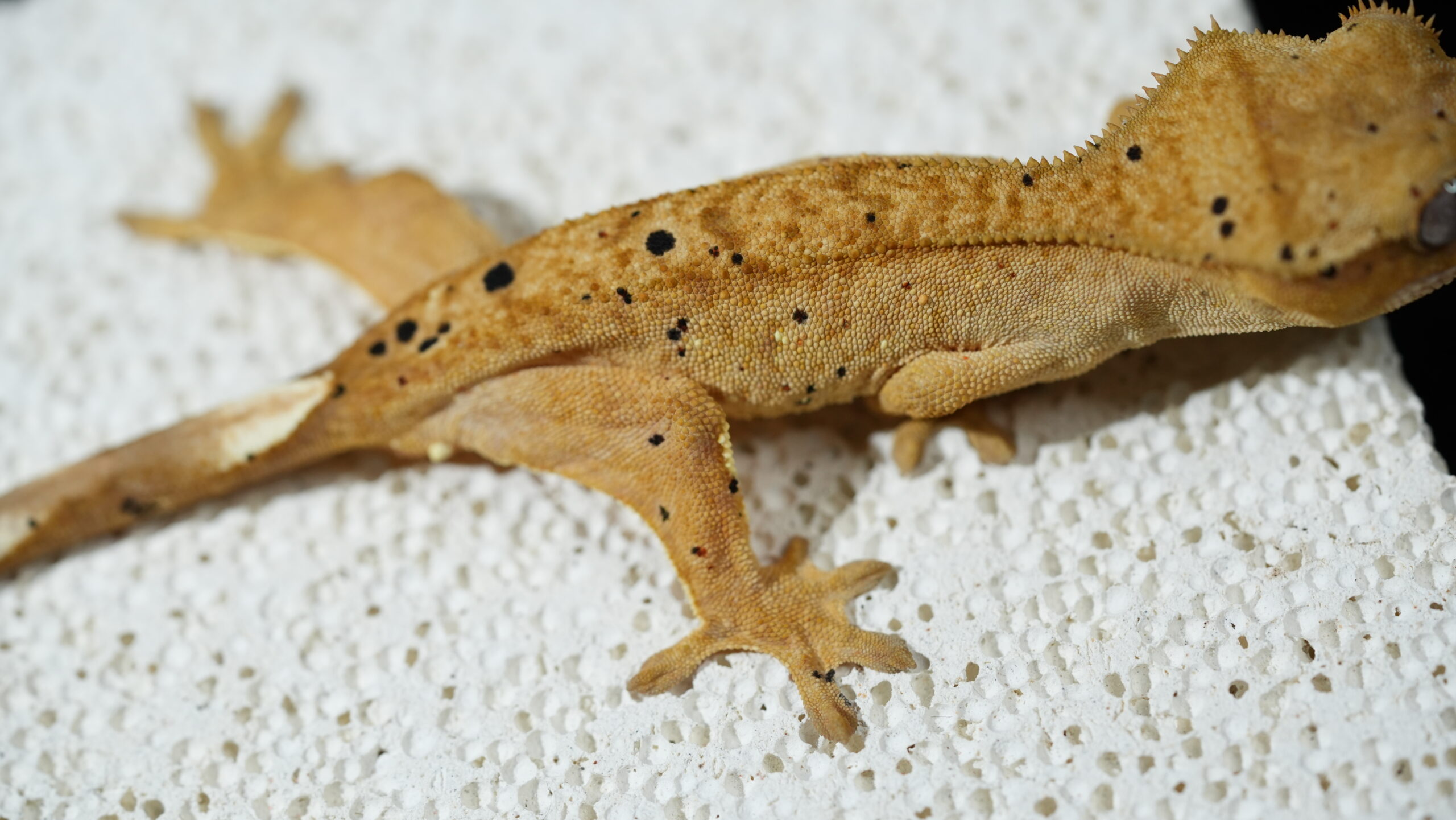 004 大麥町:圖片 5