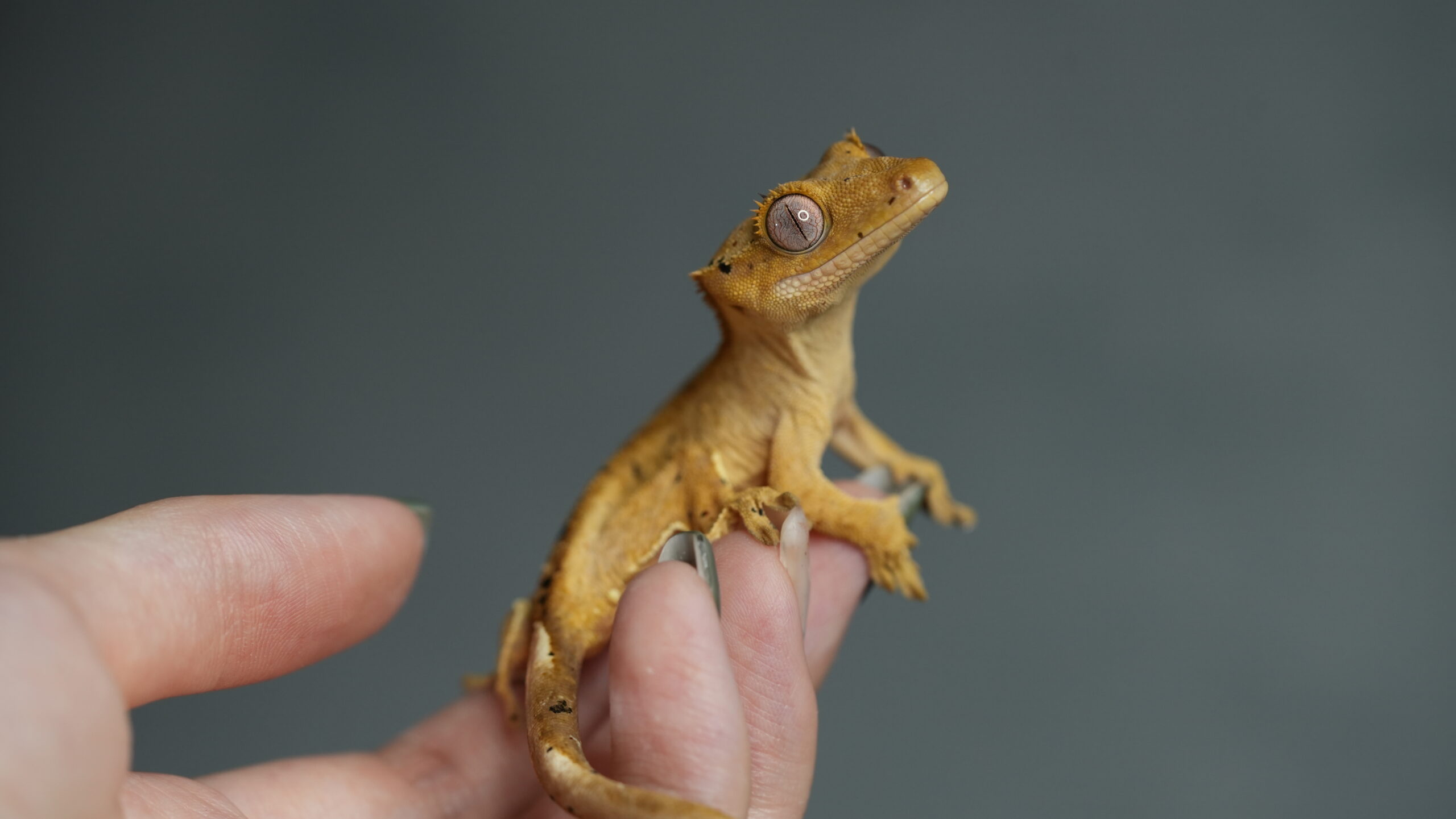 004 大麥町:圖片 6