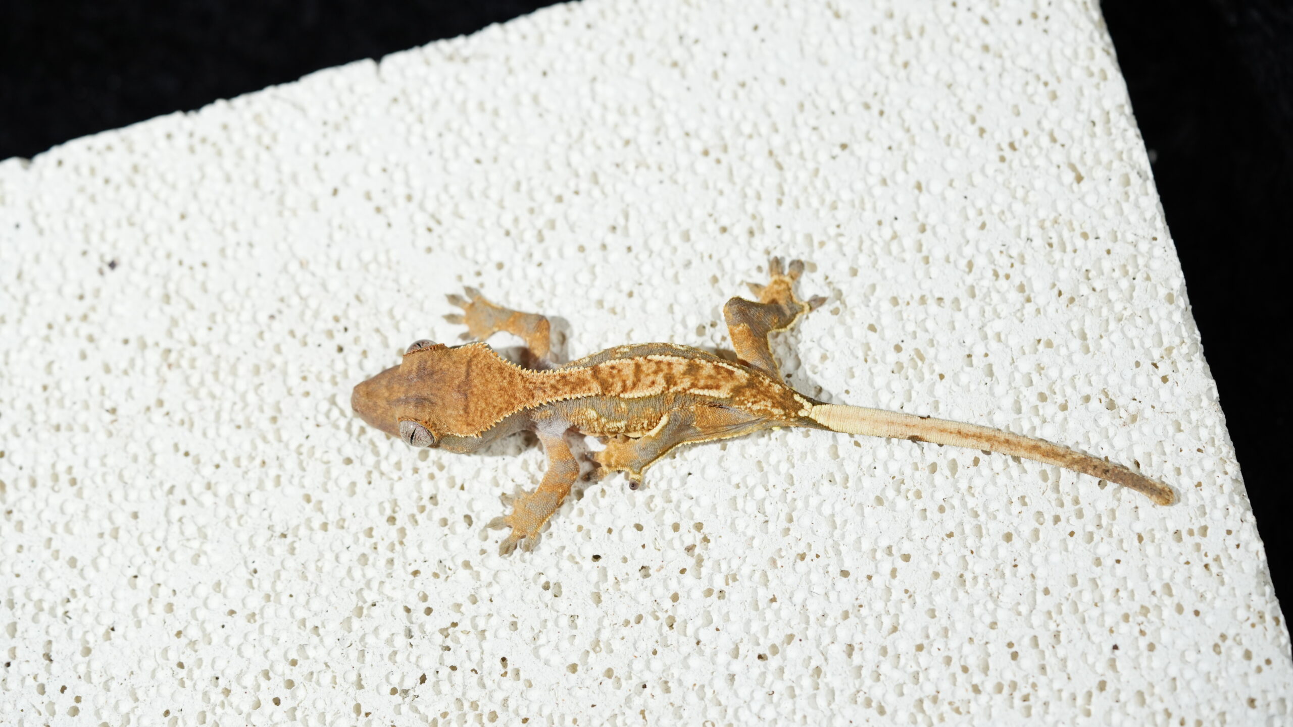 005 三色奶油:圖片 2