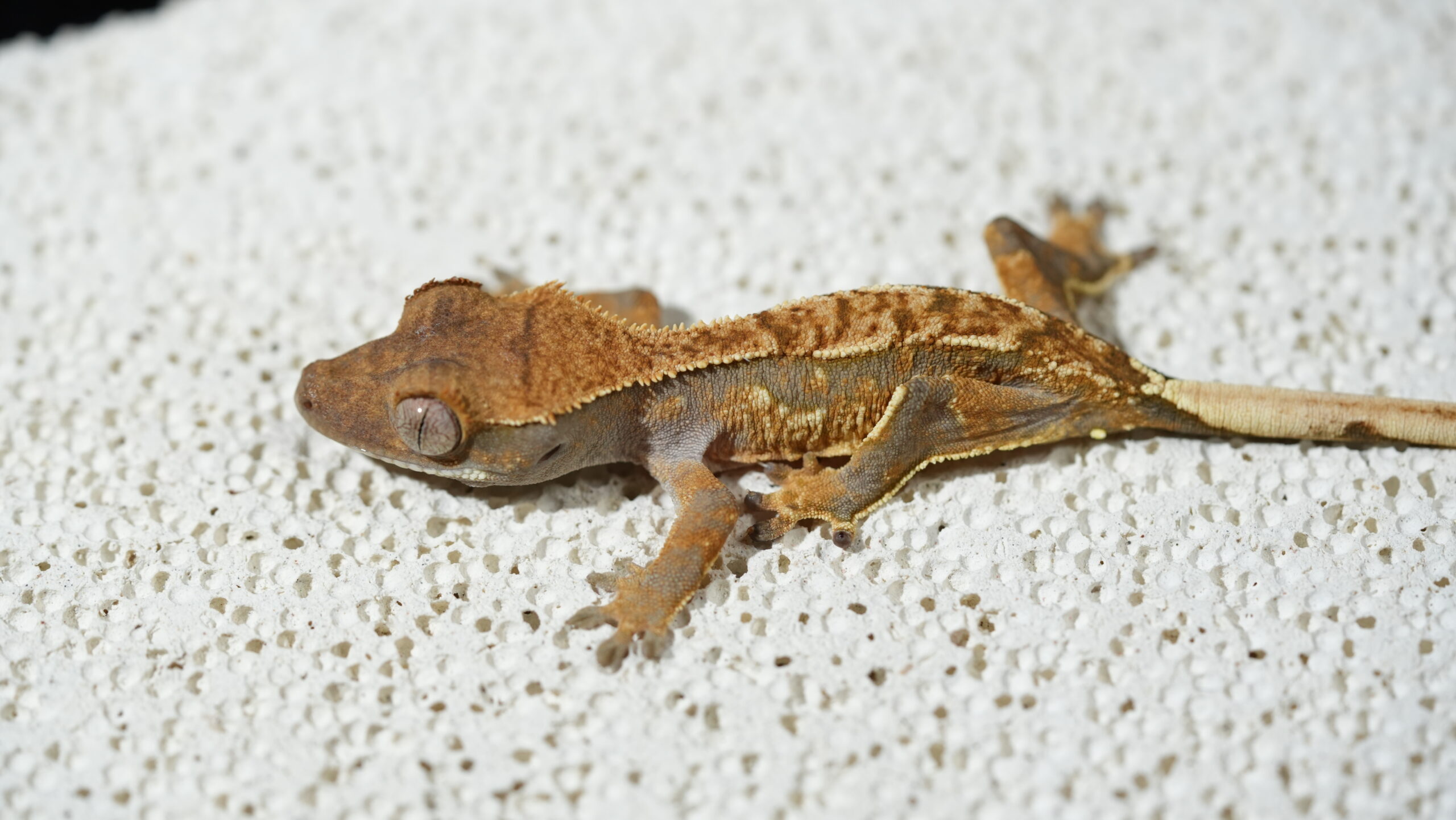 005 三色奶油:圖片 4