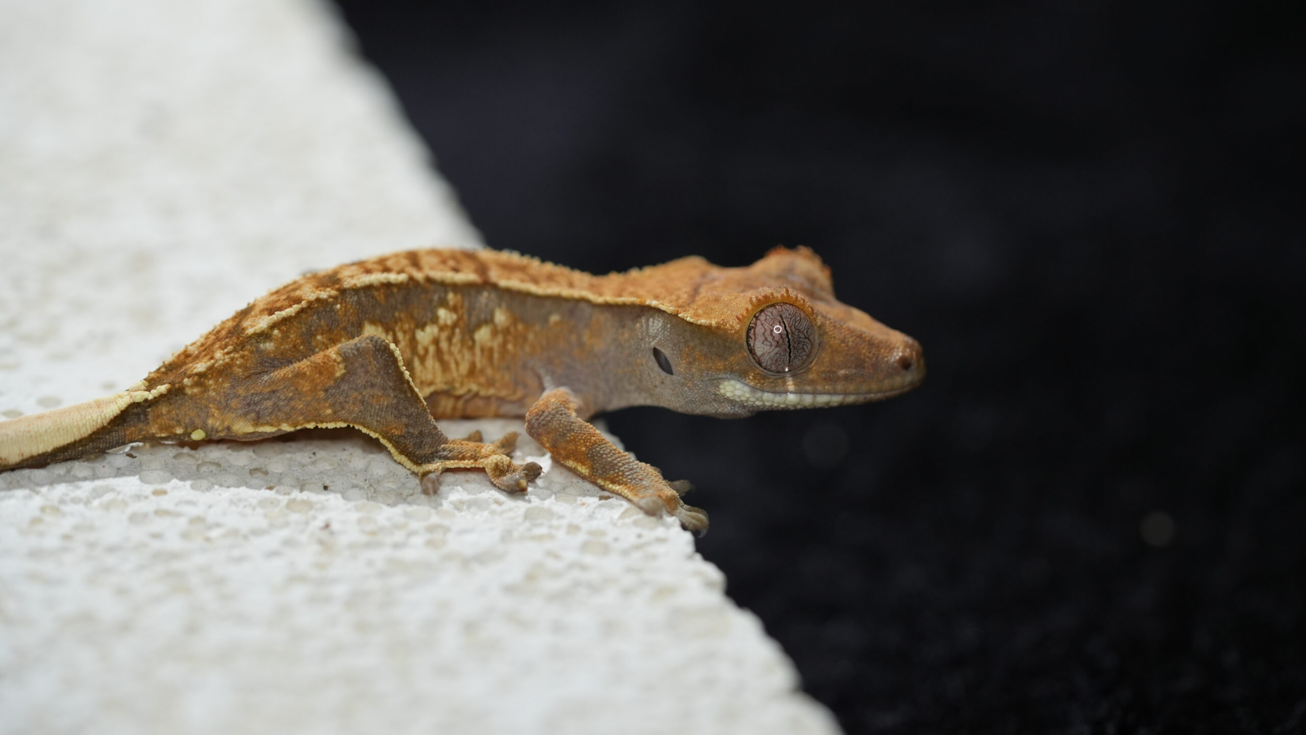 005 三色奶油:圖片 5