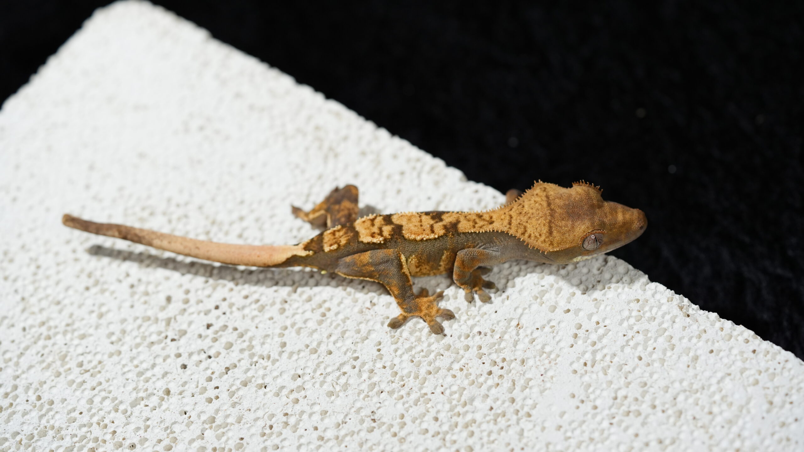 008 哈樂根:圖片 2