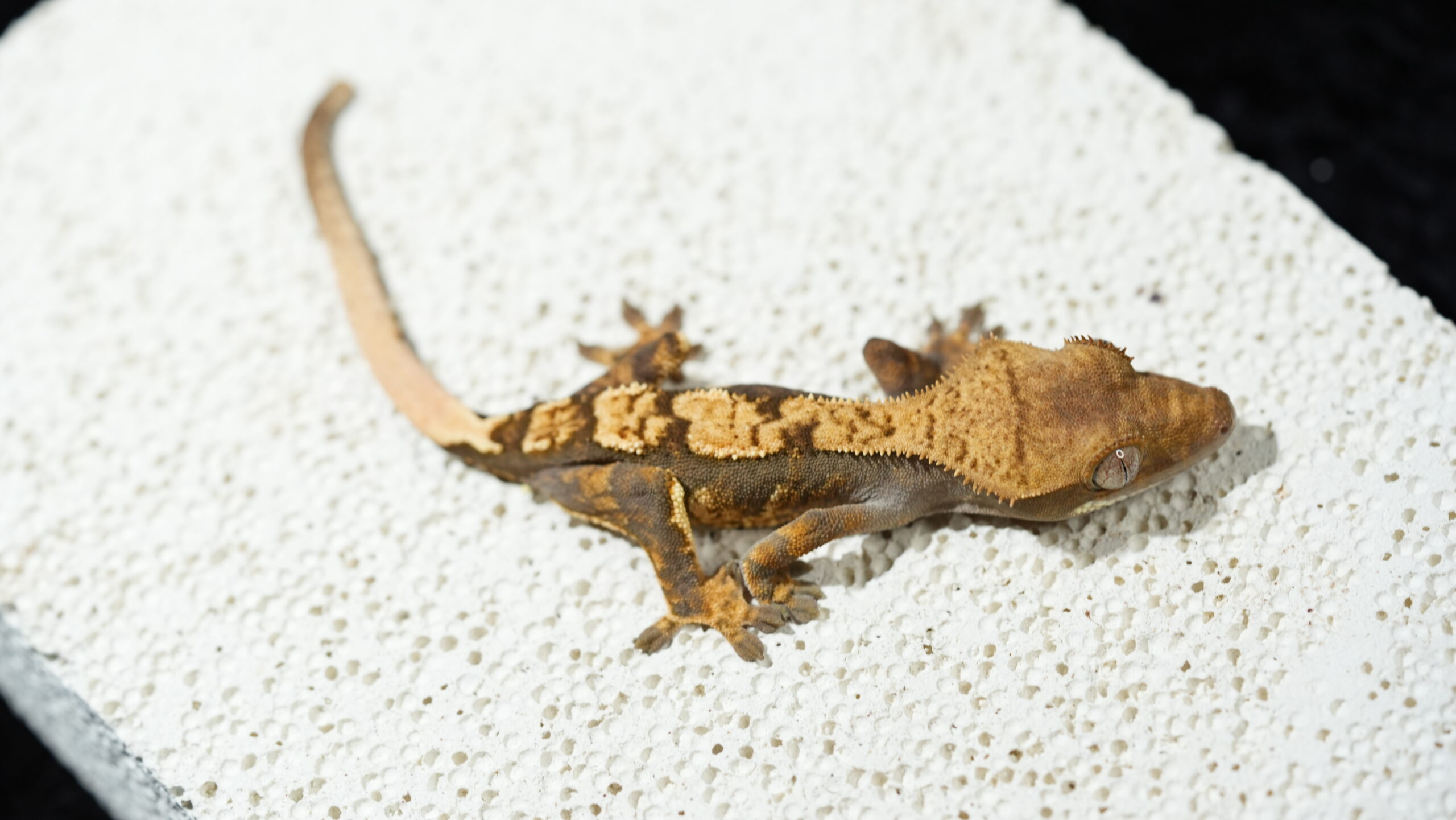 008 哈樂根:圖片 5