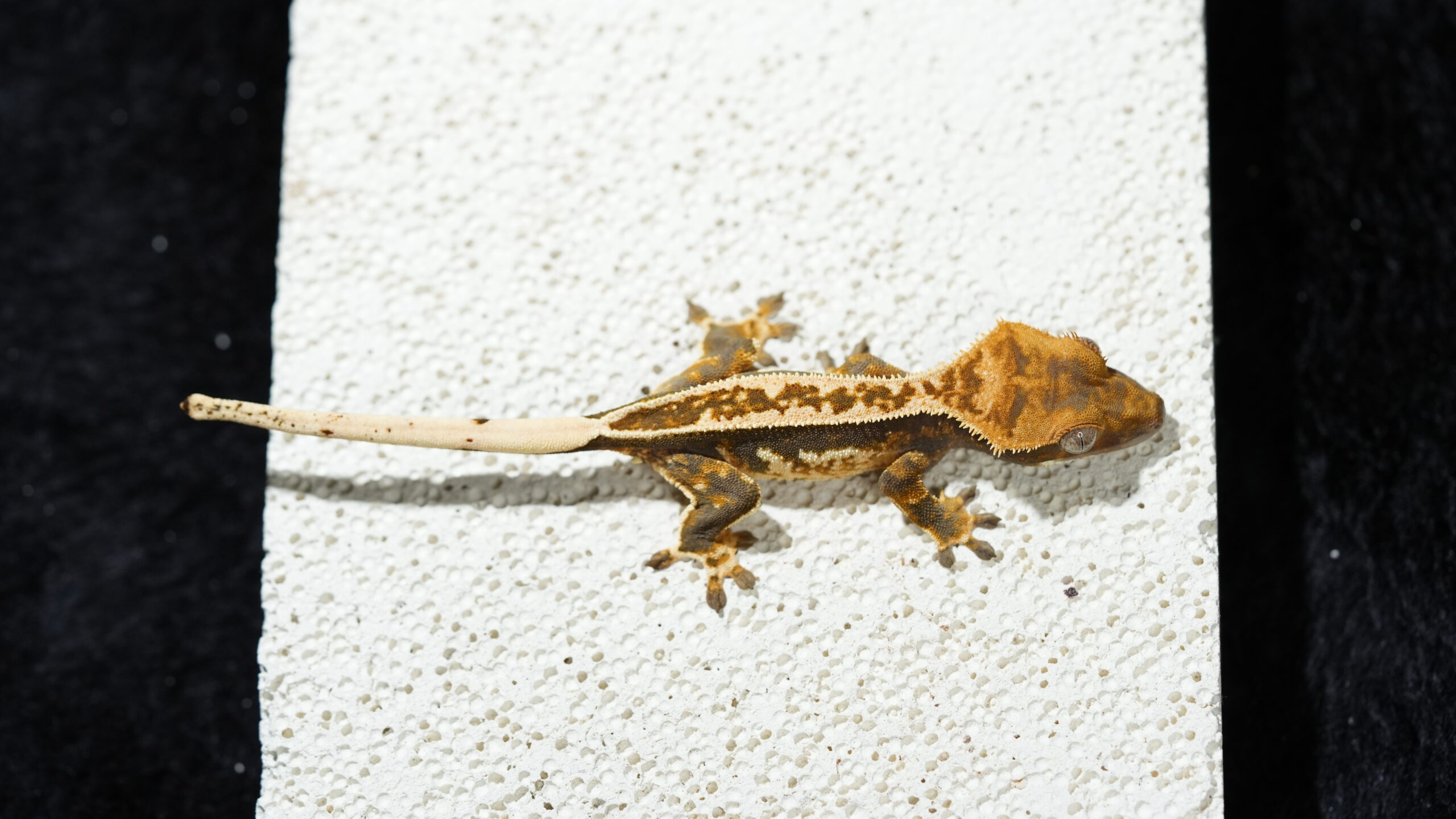 009 哈樂根:圖片 2