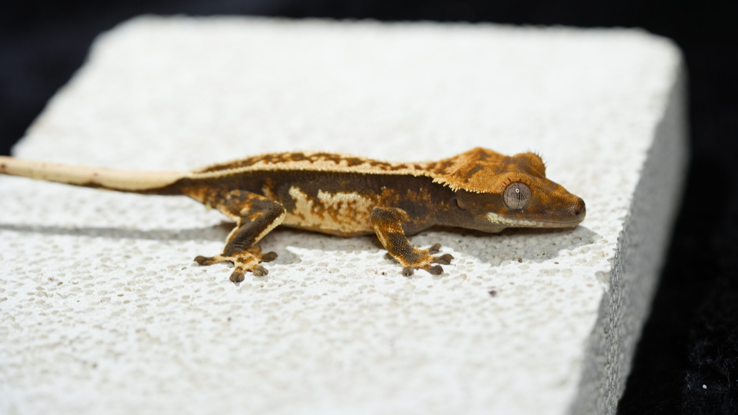 009 哈樂根:圖片 4