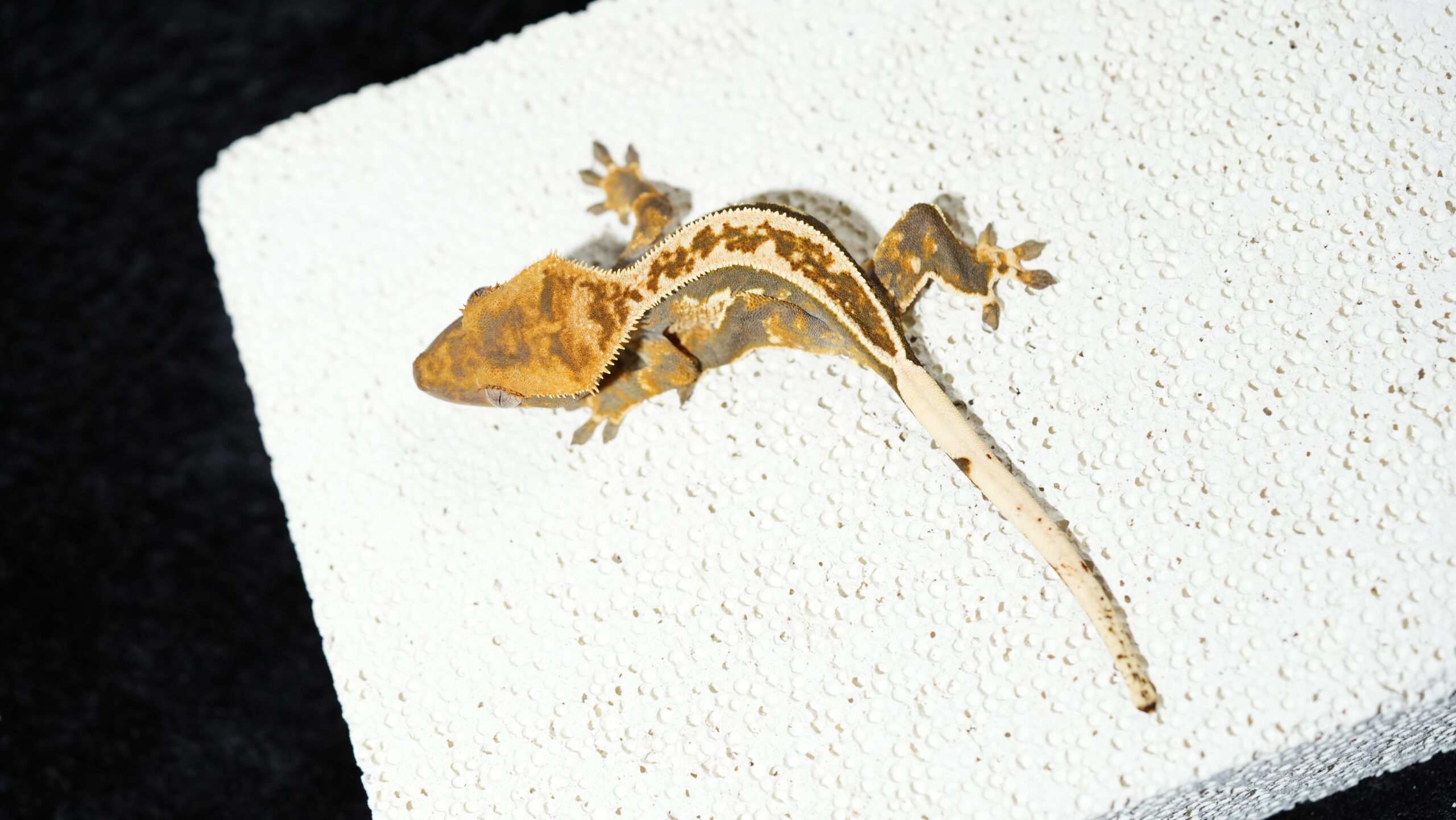 009 哈樂根:圖片 5