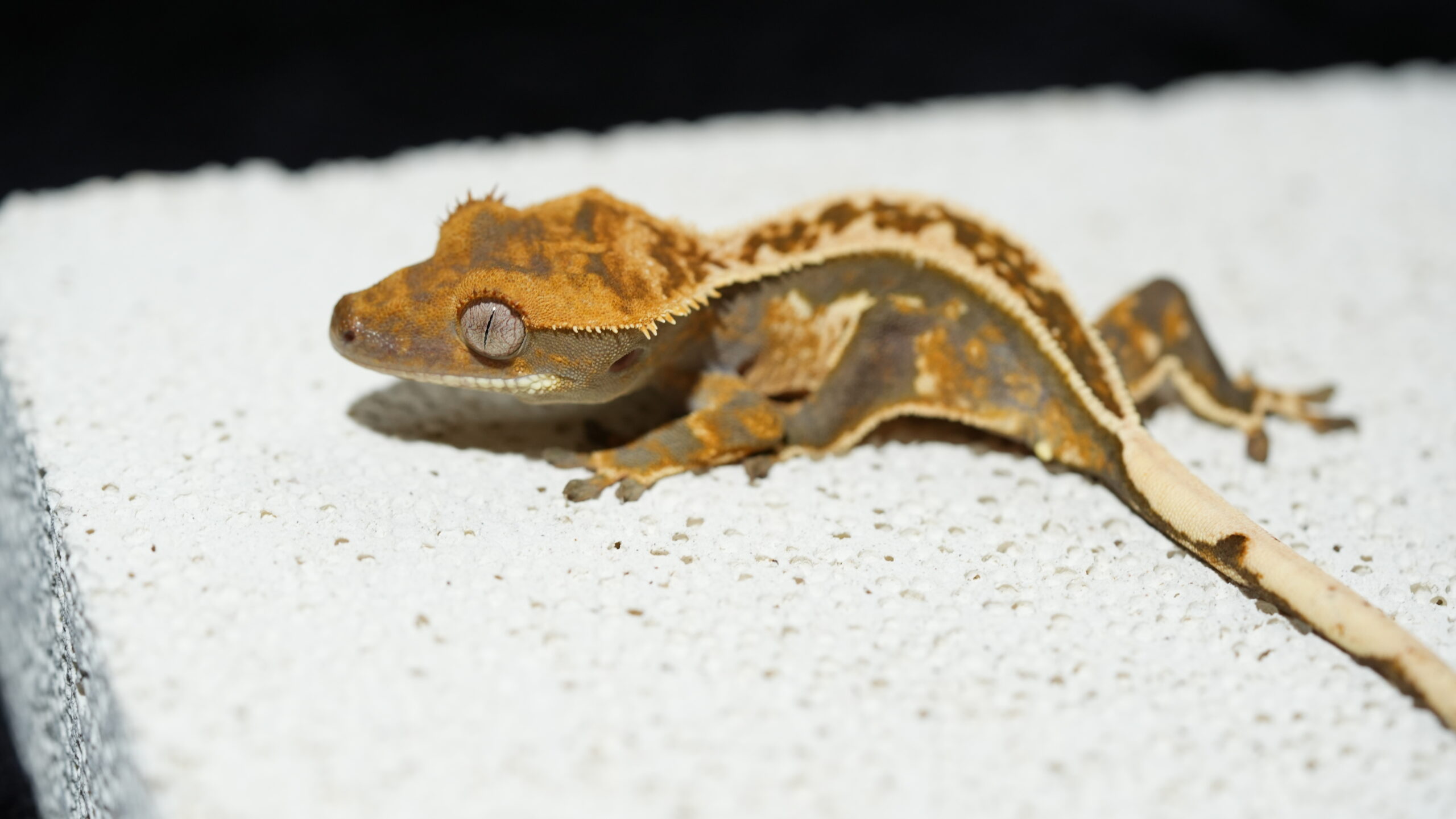 009 哈樂根:圖片 6