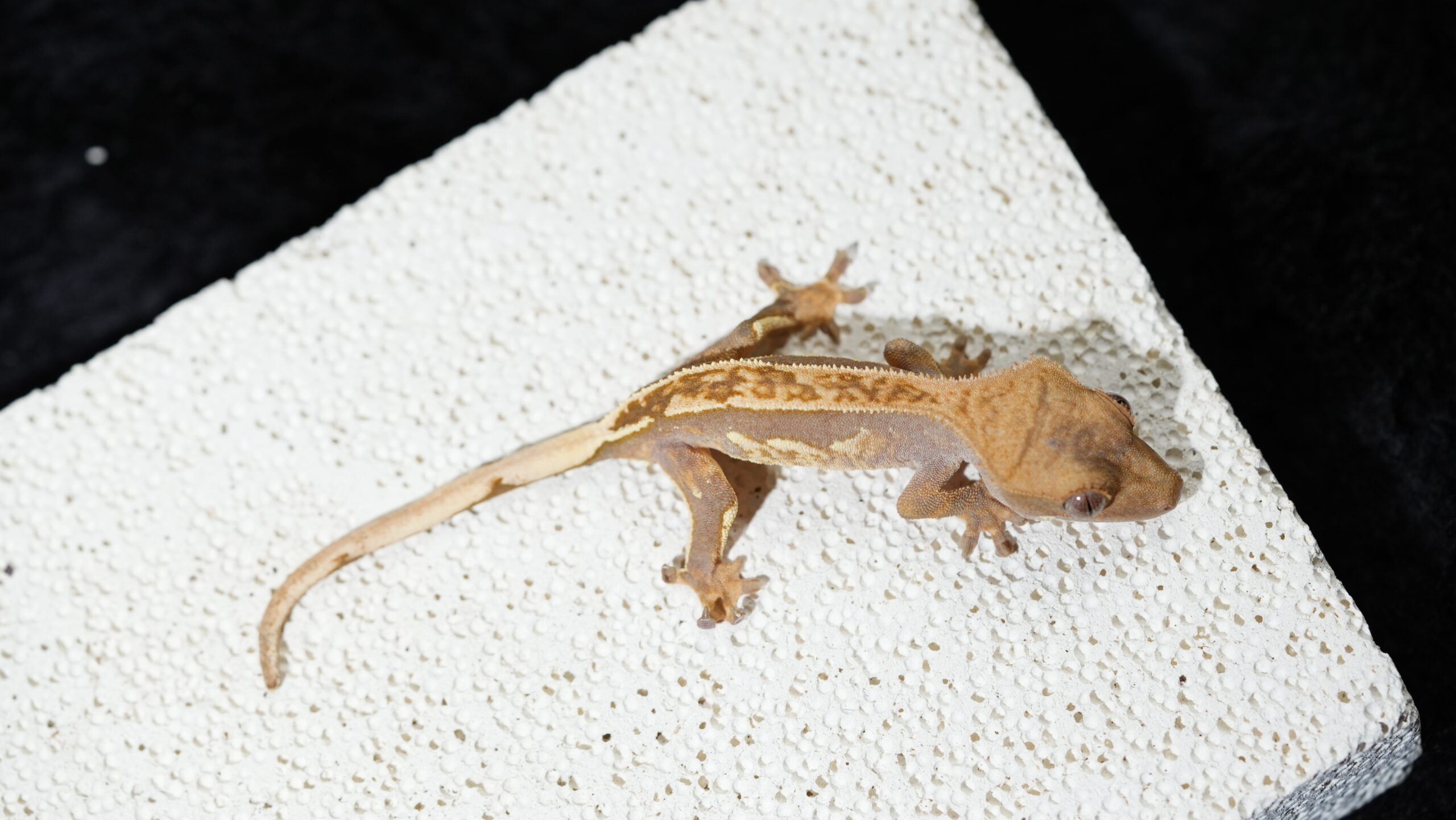 010 哈樂根:圖片 2