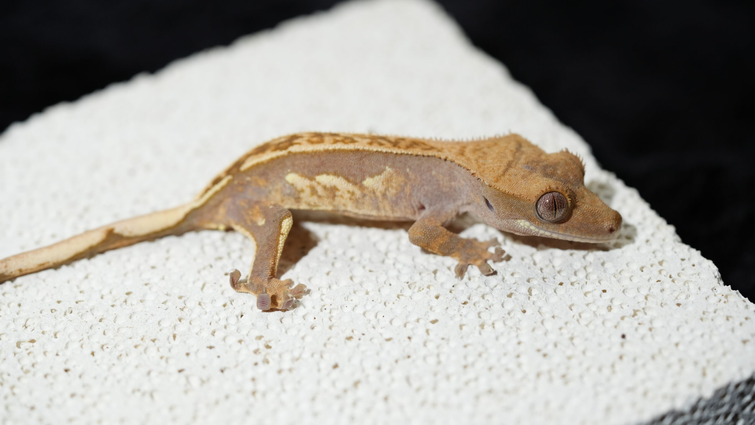 010 哈樂根:圖片 3