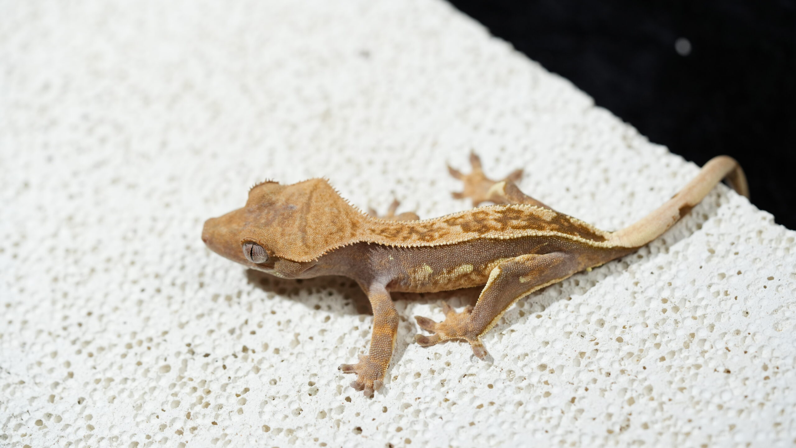 010 哈樂根:圖片 4