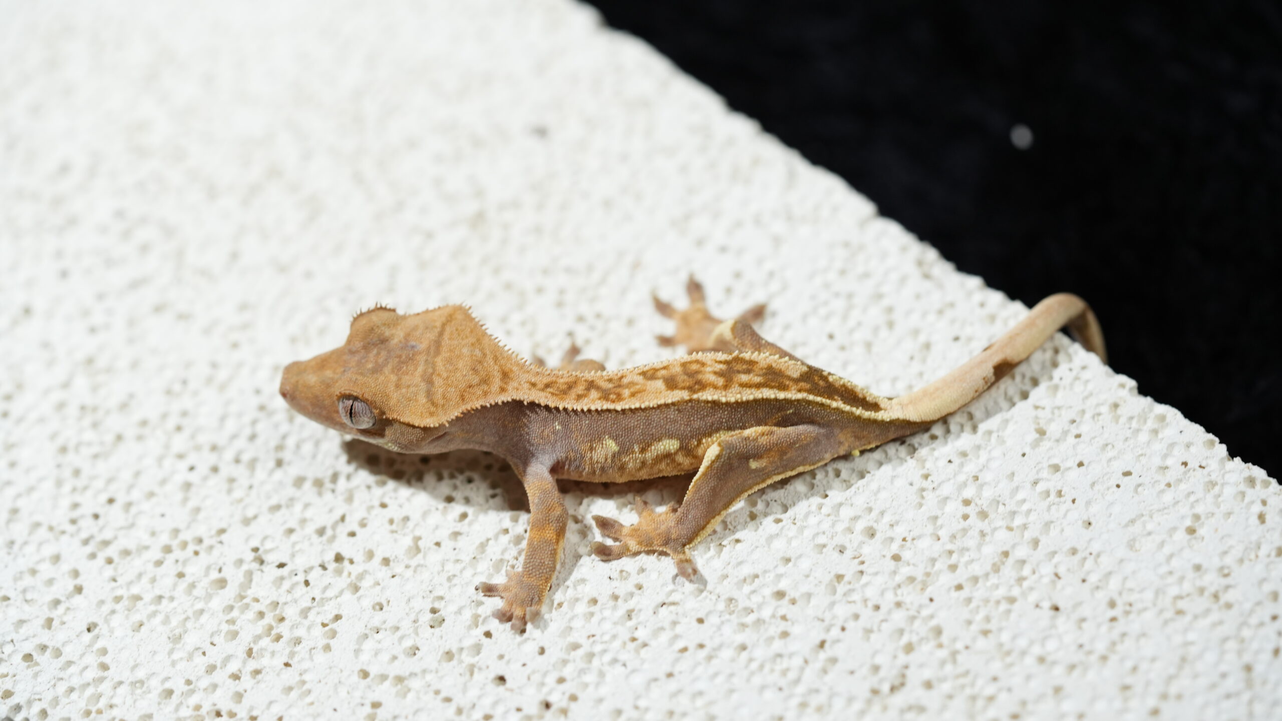 010 哈樂根:圖片 5