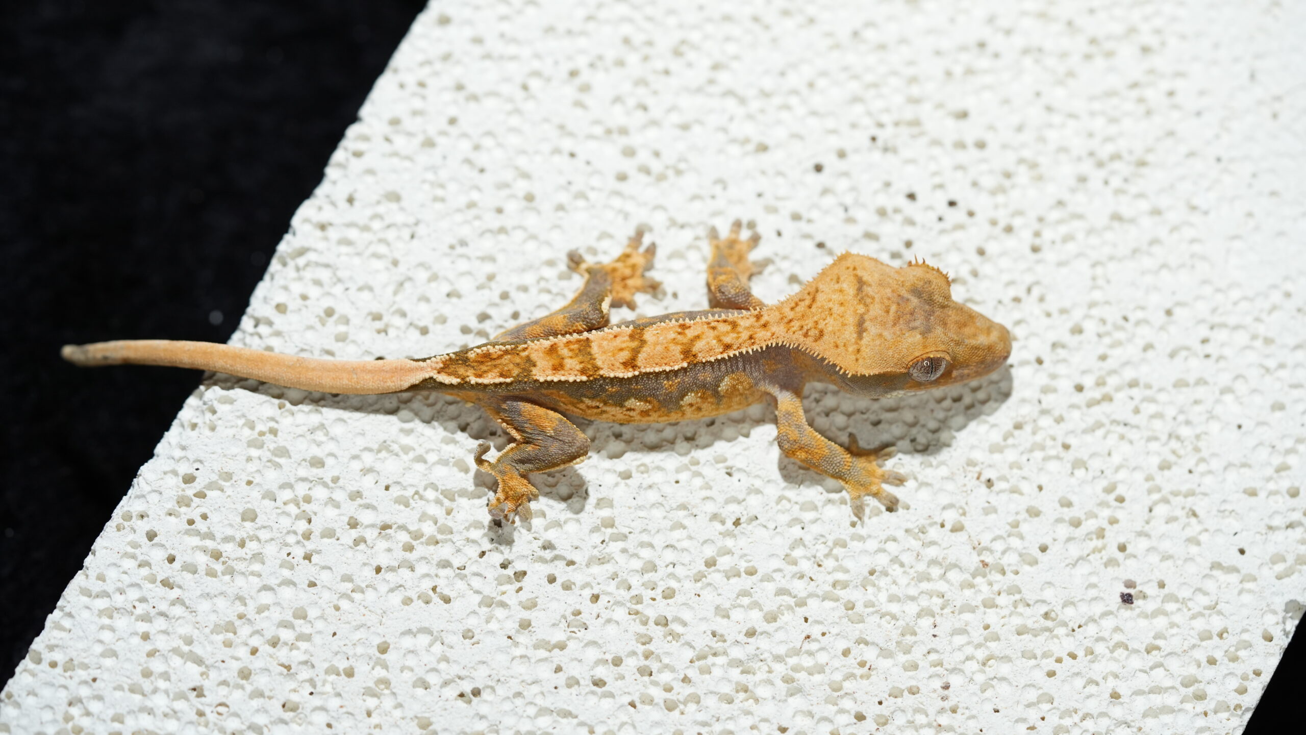 011 三色奶油:圖片 2