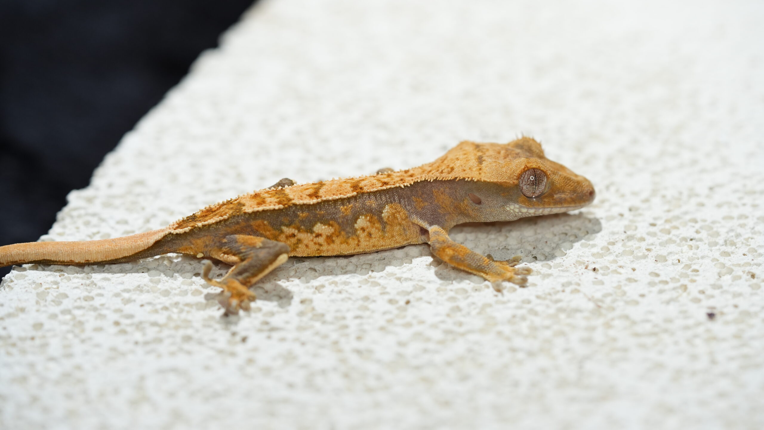 011 三色奶油:圖片 3