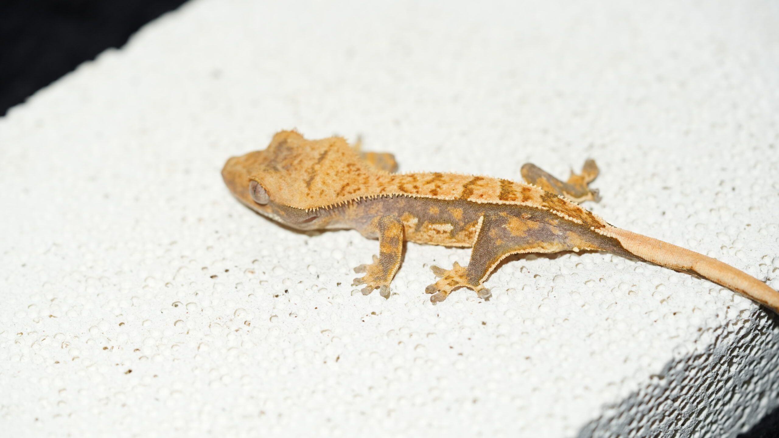 011 三色奶油:圖片 4