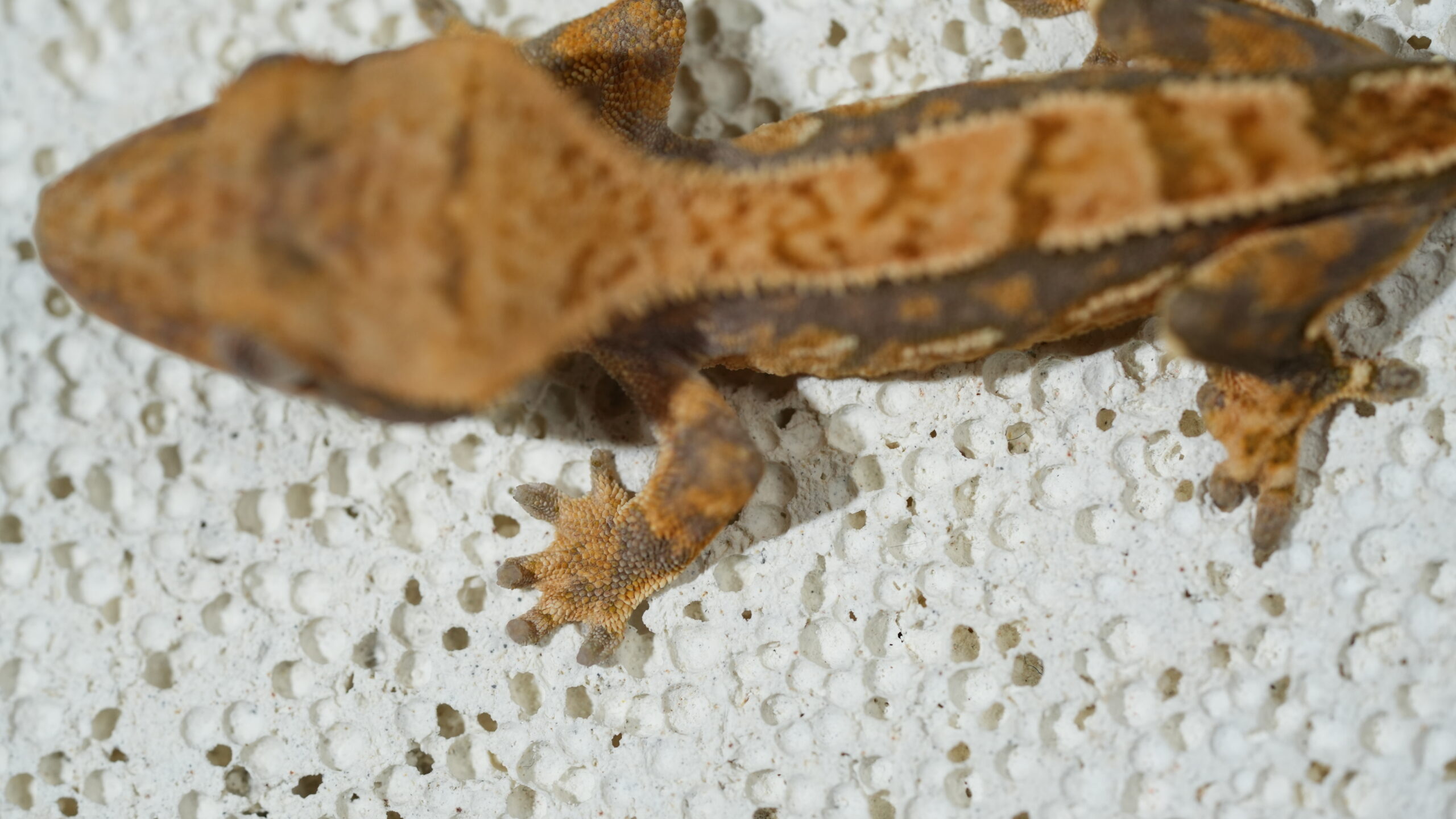 011 三色奶油:圖片 5