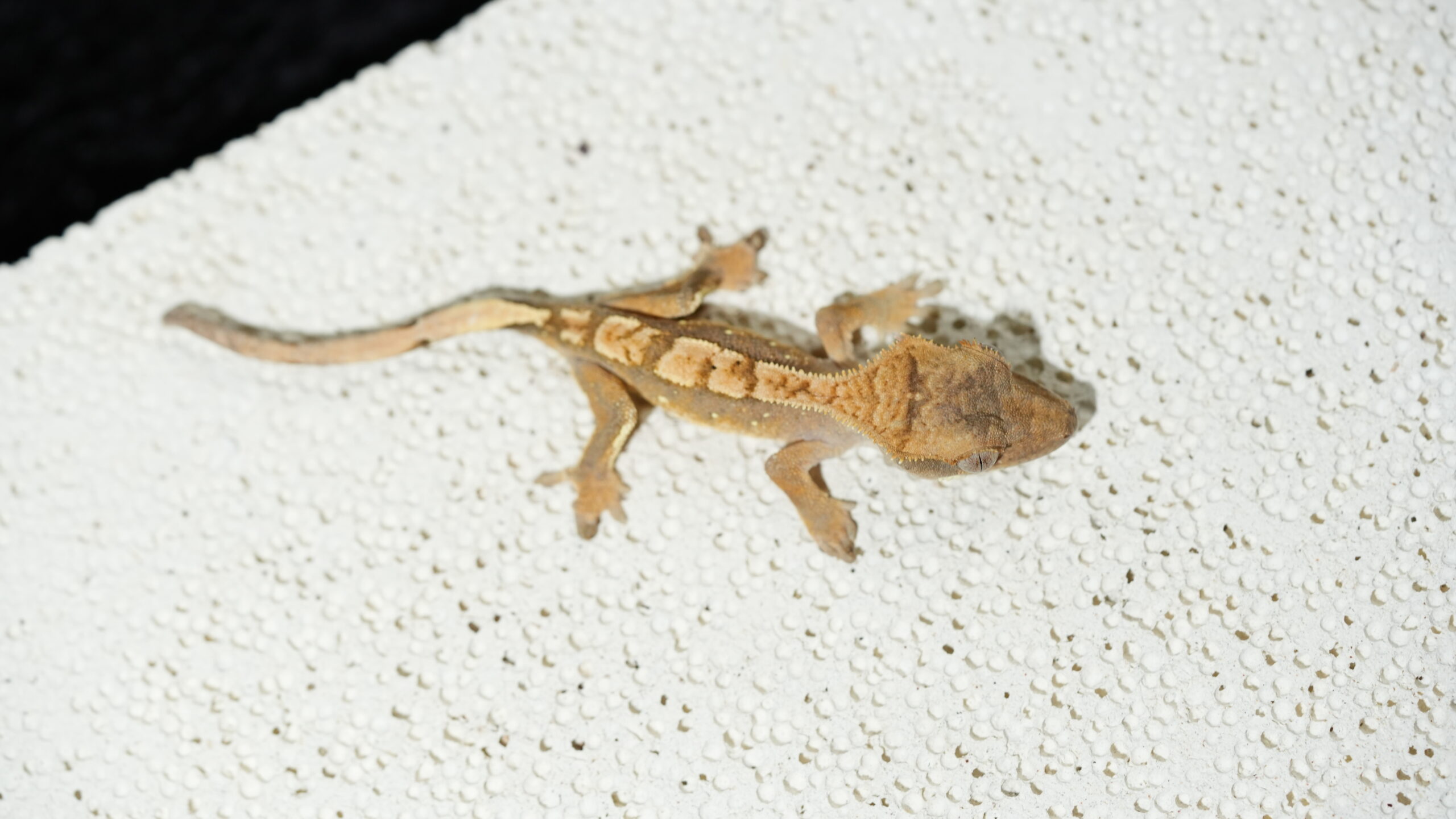 012 三色奶油:圖片 2