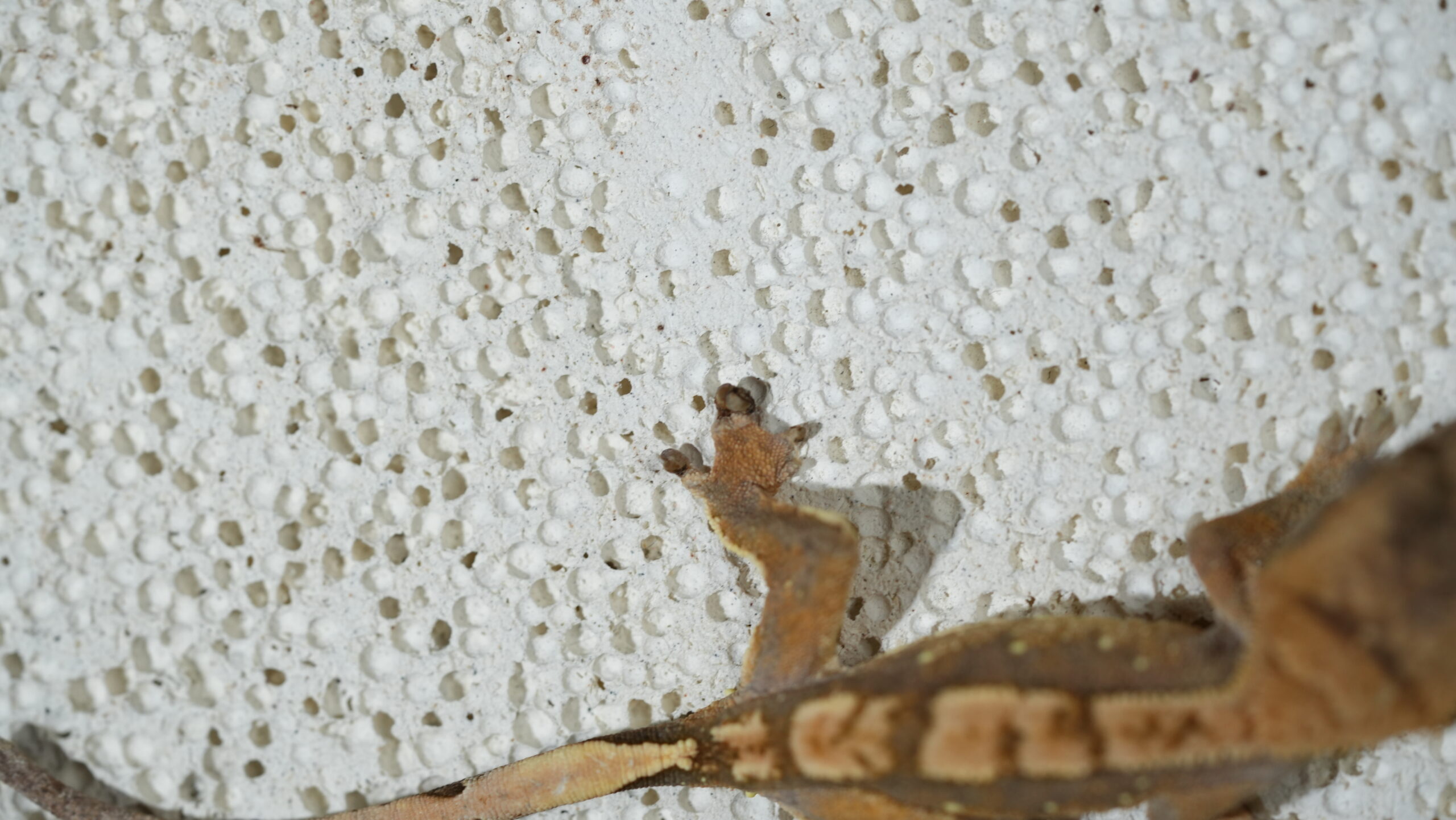 012 三色奶油:圖片 4