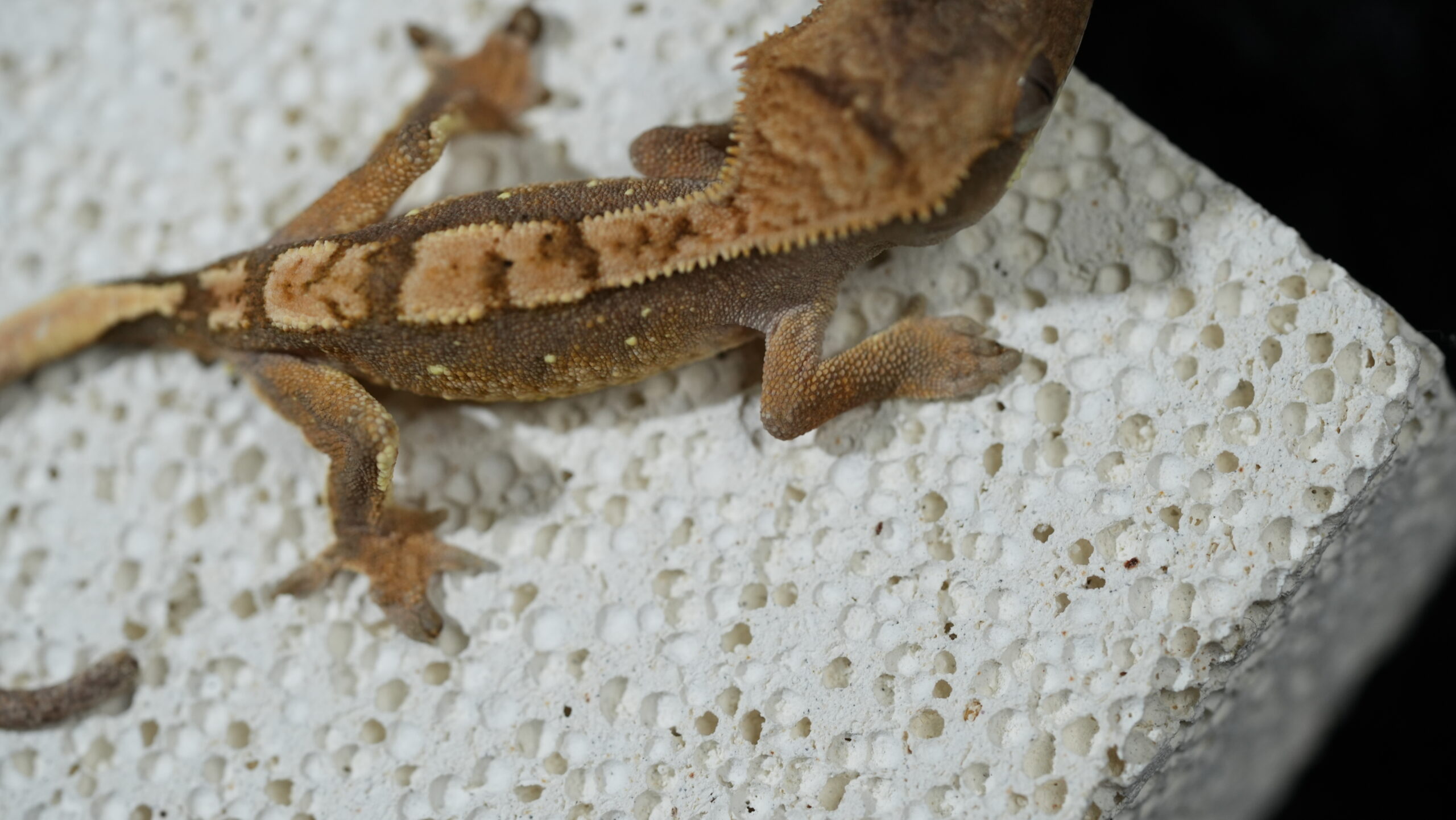 012 三色奶油:圖片 5