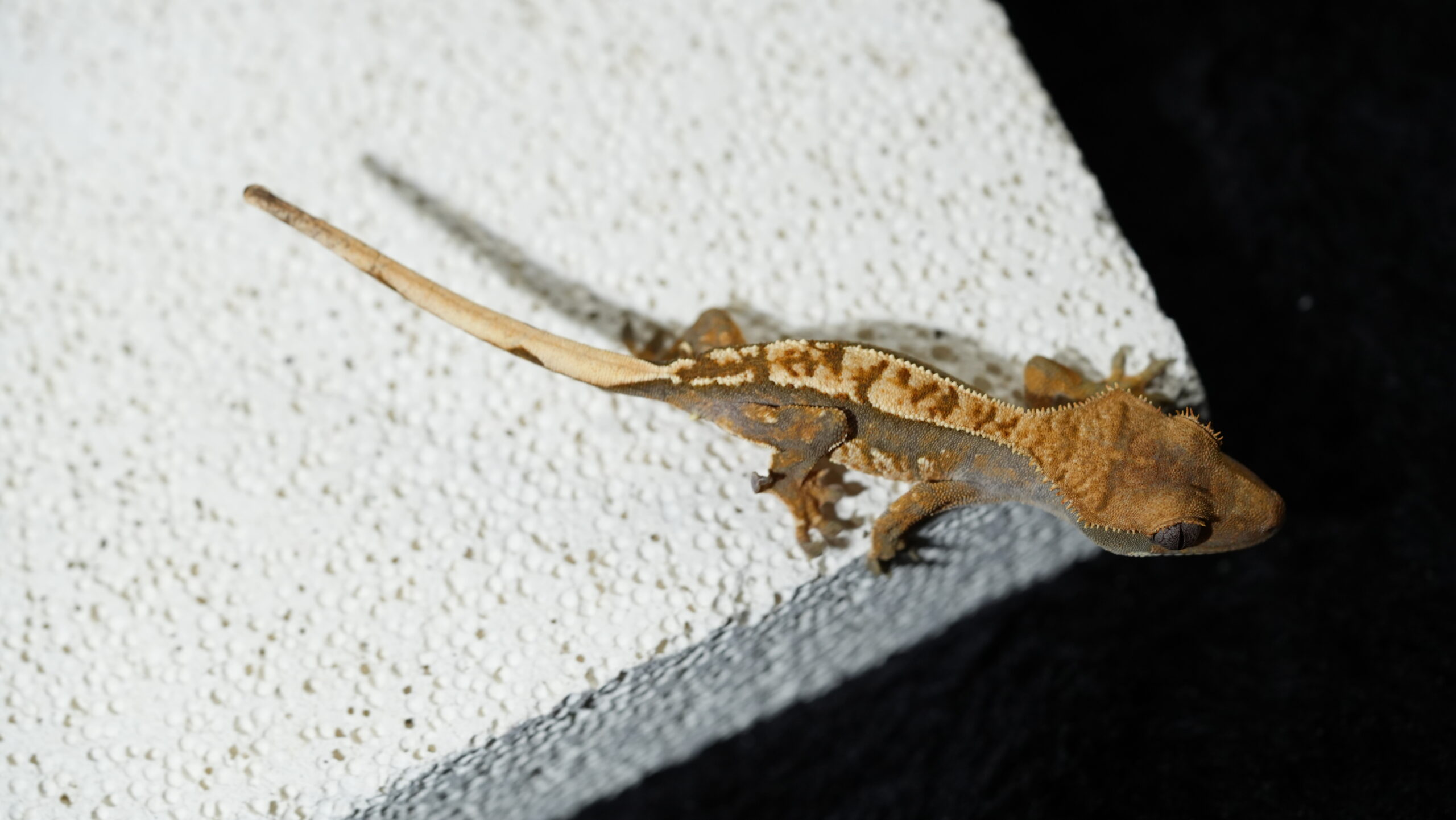 013 三色奶油:圖片 2