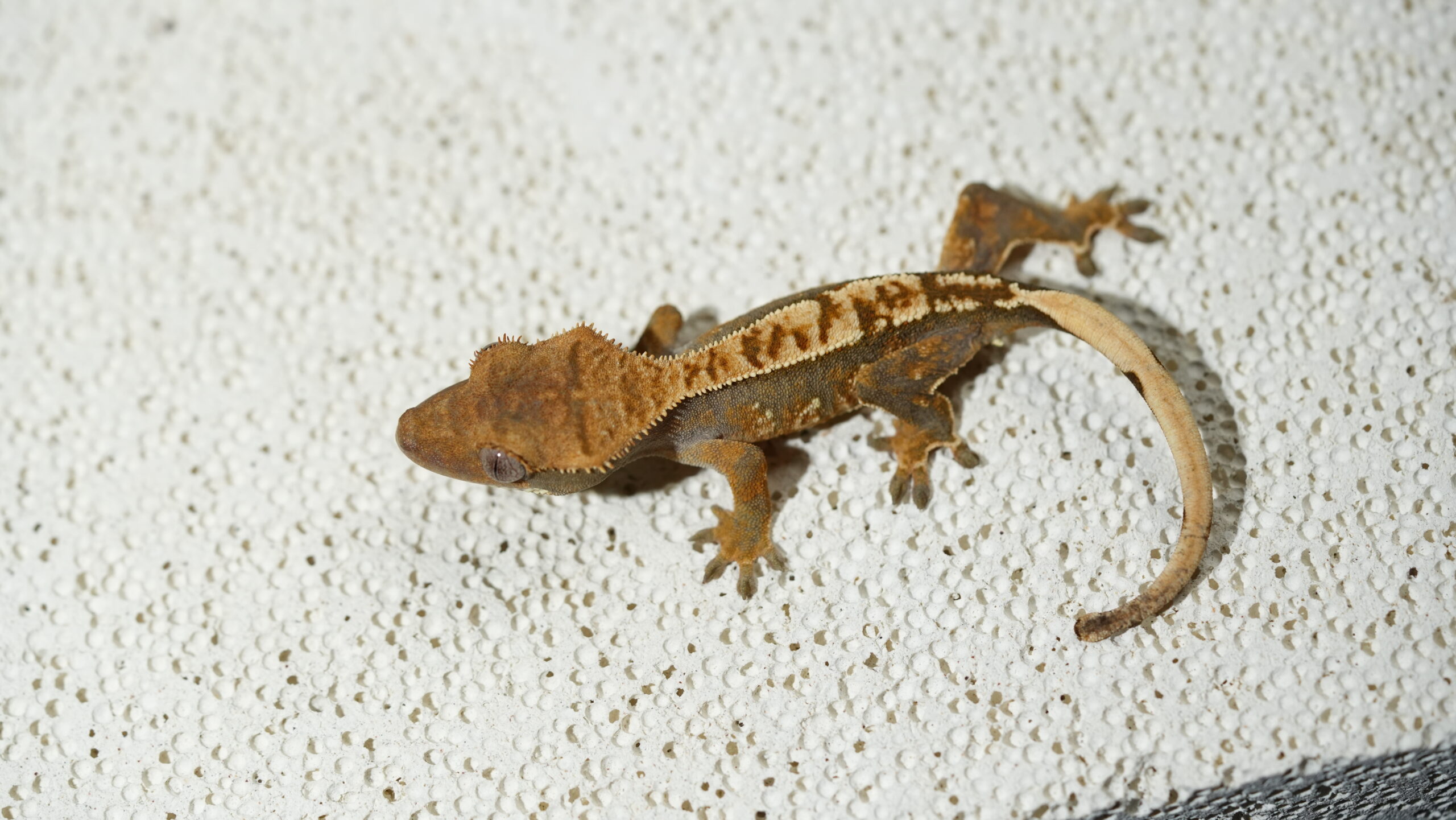 013 三色奶油:圖片 3