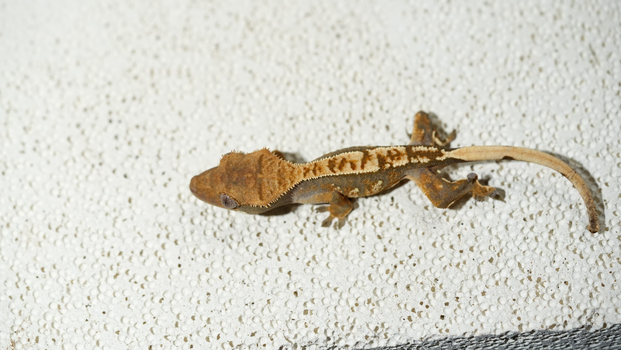 013 三色奶油:圖片 4