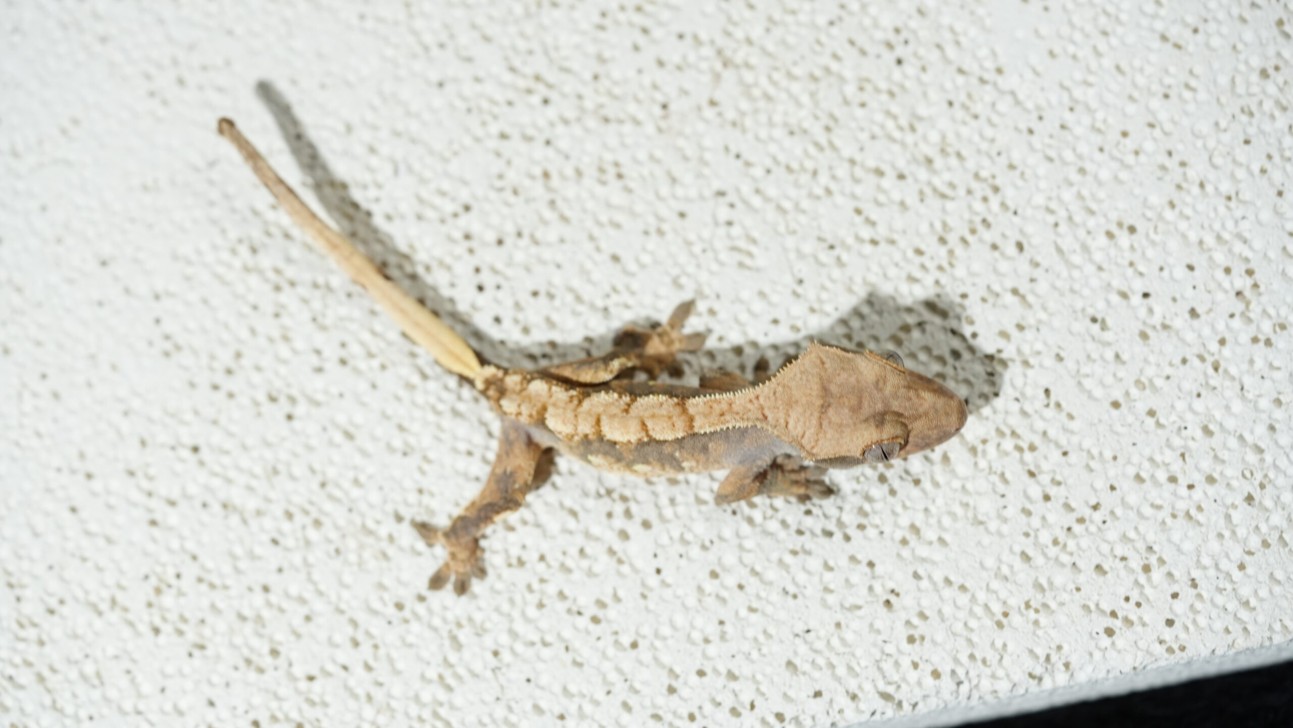 016 三色奶油:圖片 2