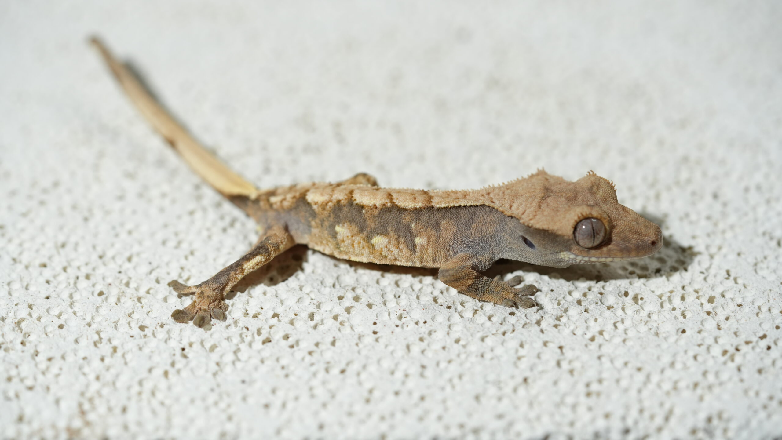 016 三色奶油:圖片 3