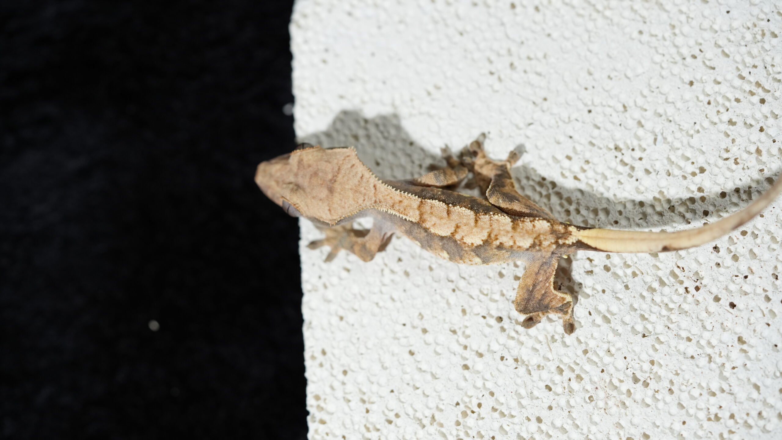 016 三色奶油:圖片 5