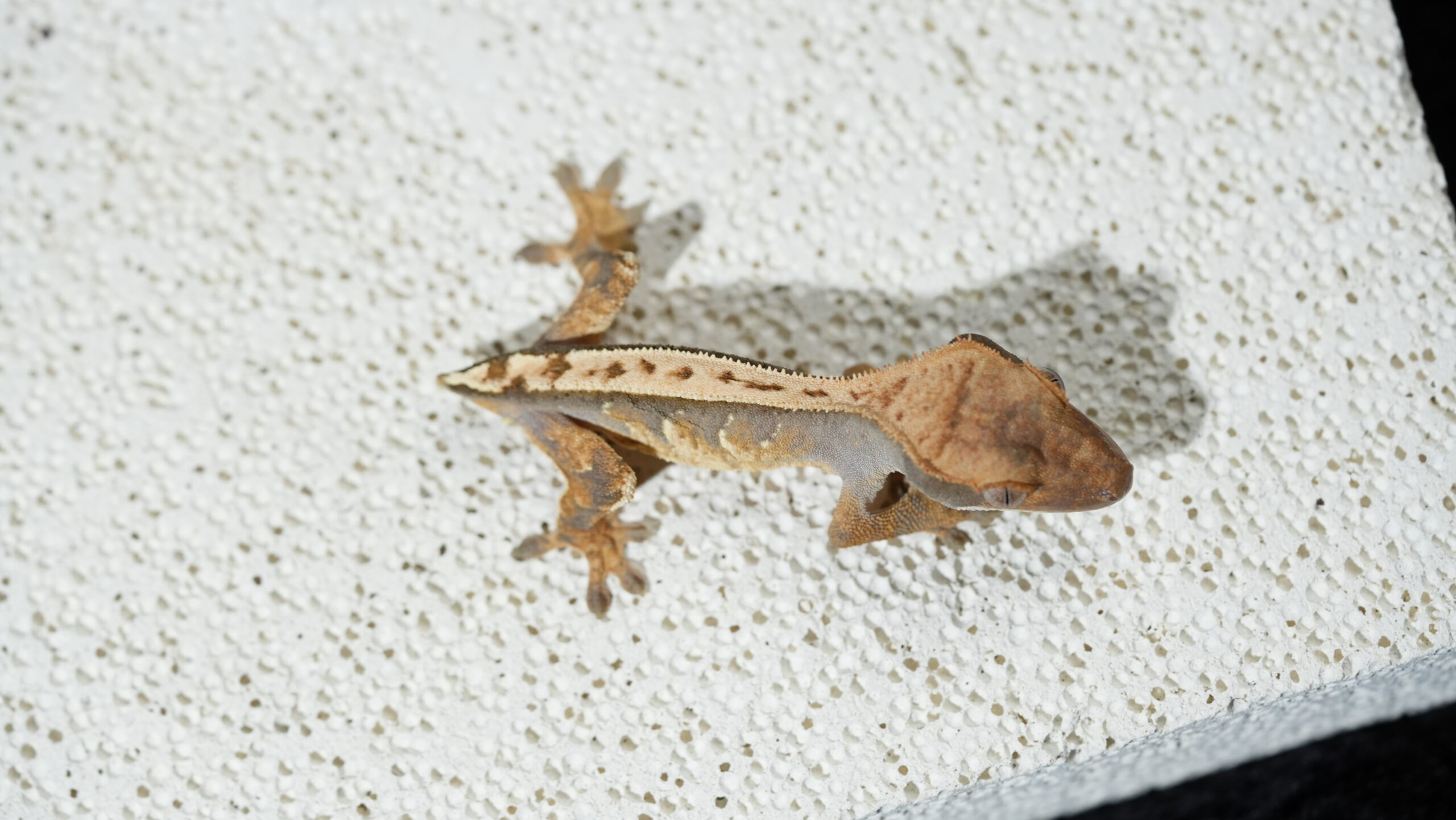 017 三色奶油:圖片 2