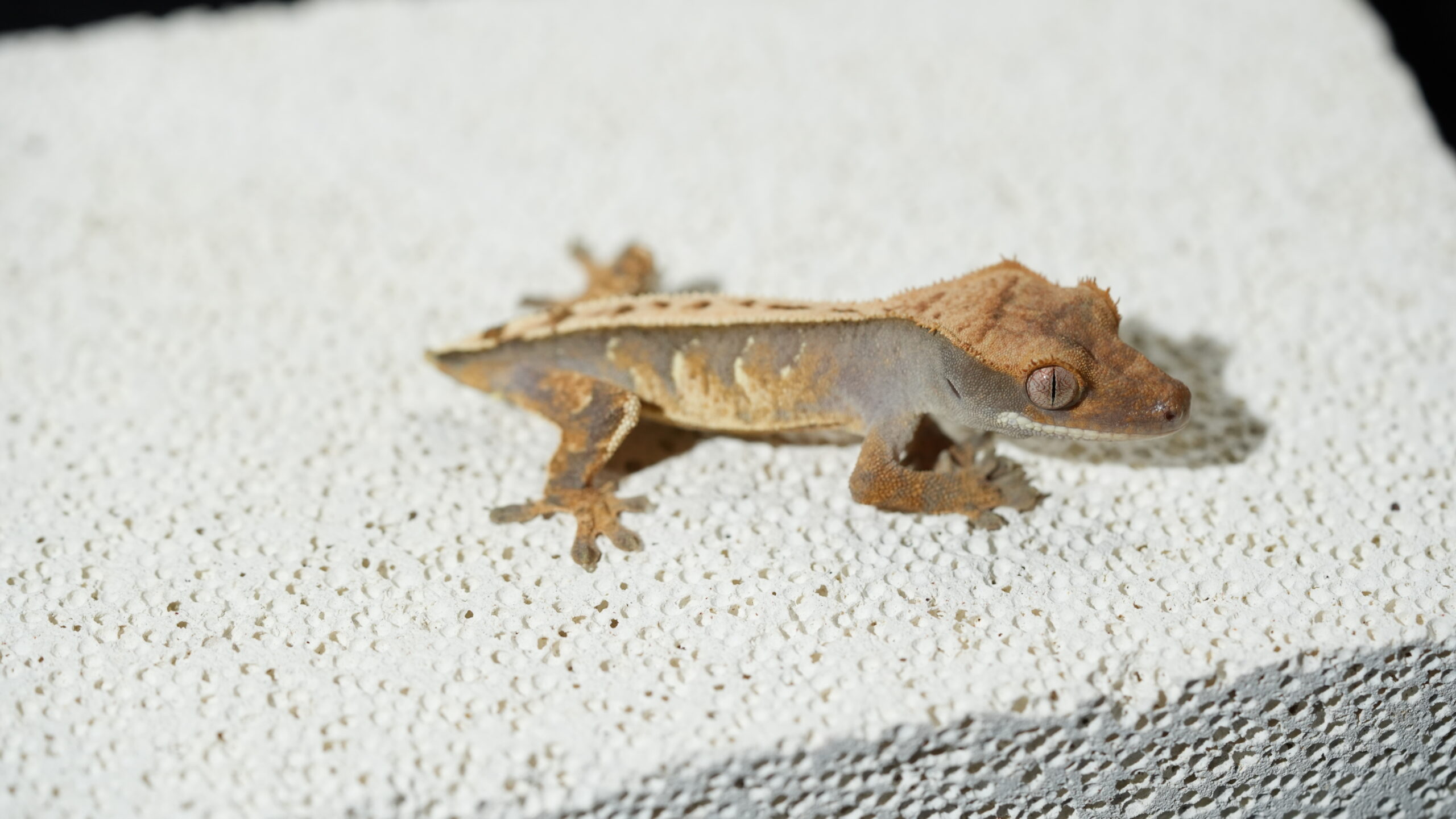 017 三色奶油:圖片 4