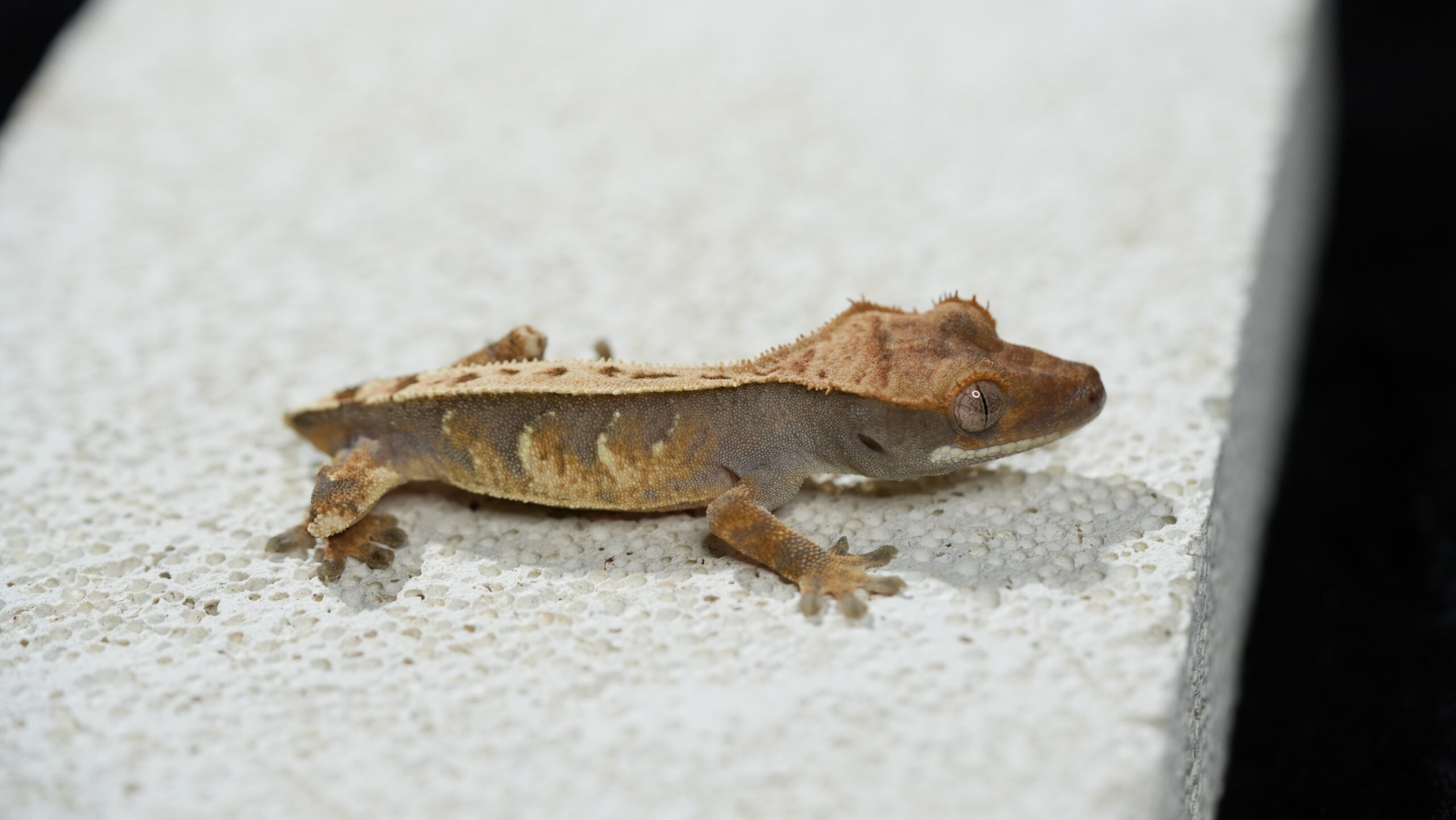 017 三色奶油:圖片 5