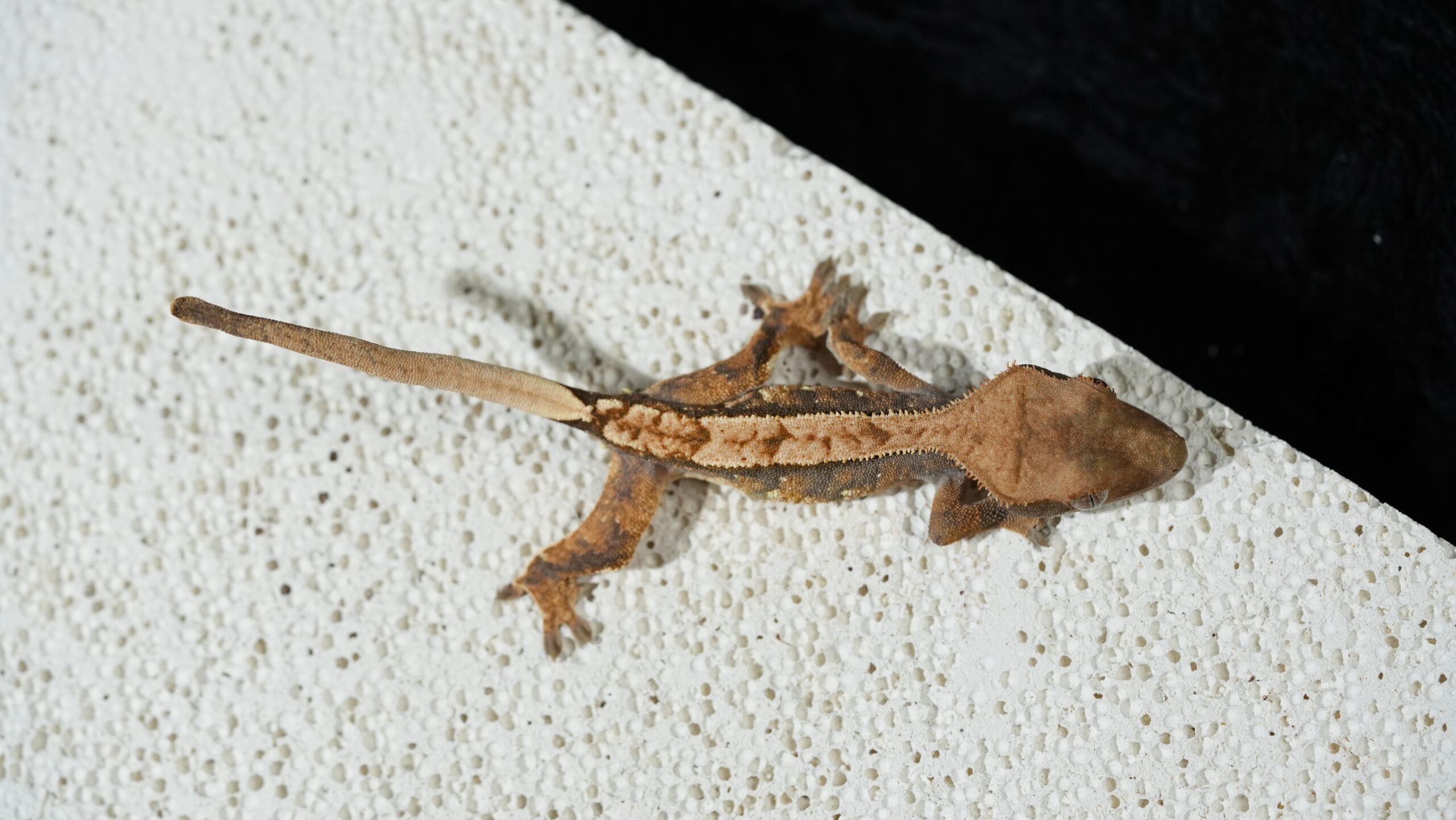 018 三色奶油:圖片 2