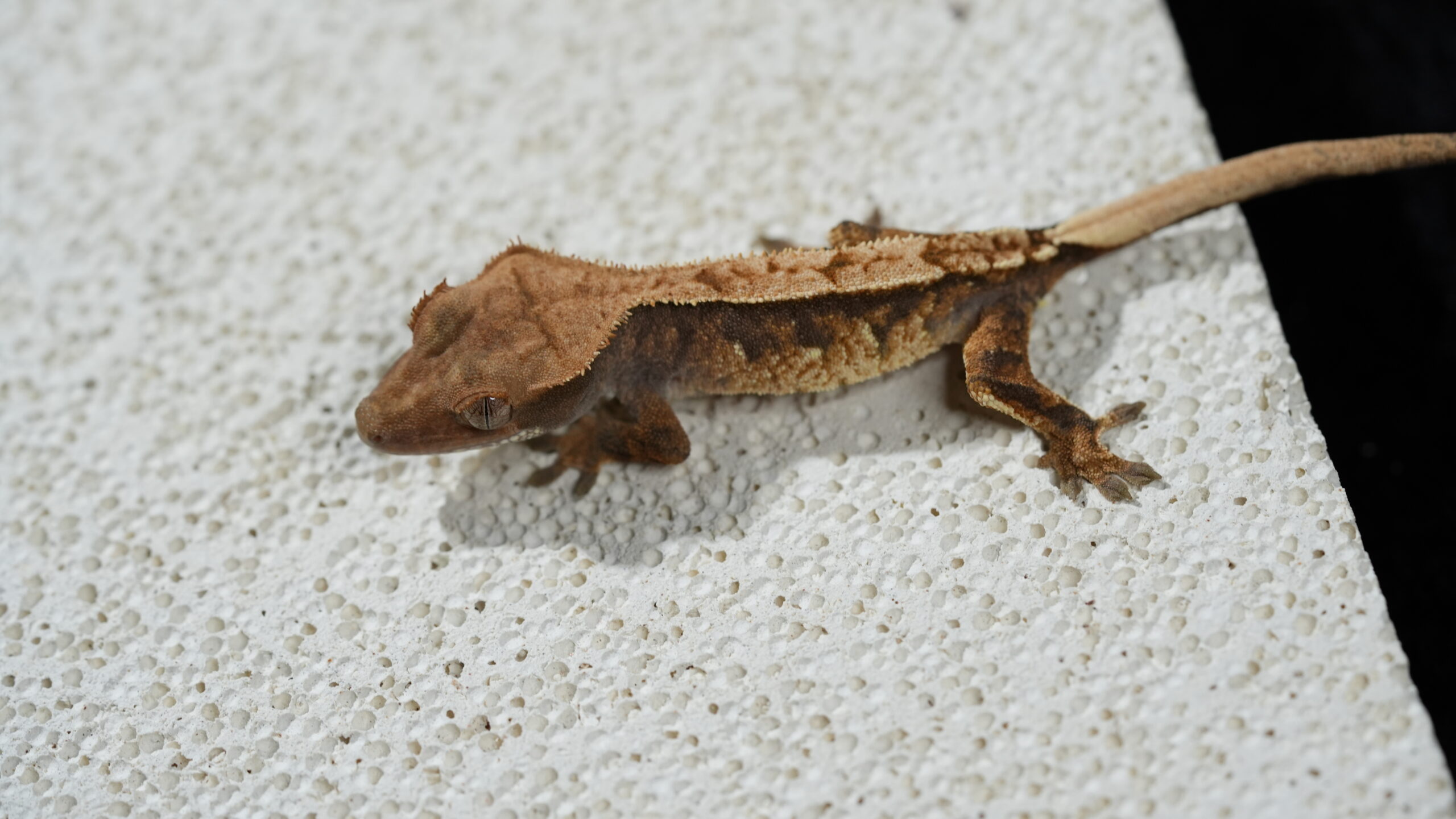 018 三色奶油:圖片 4