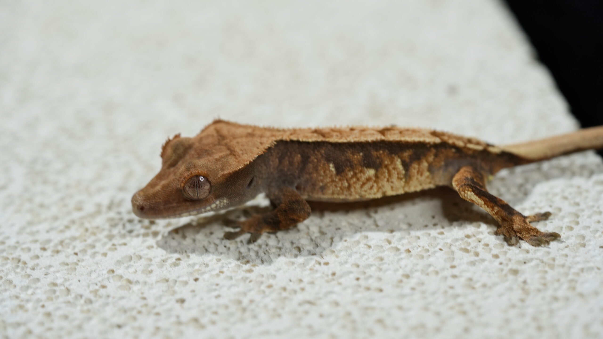 018 三色奶油:圖片 5