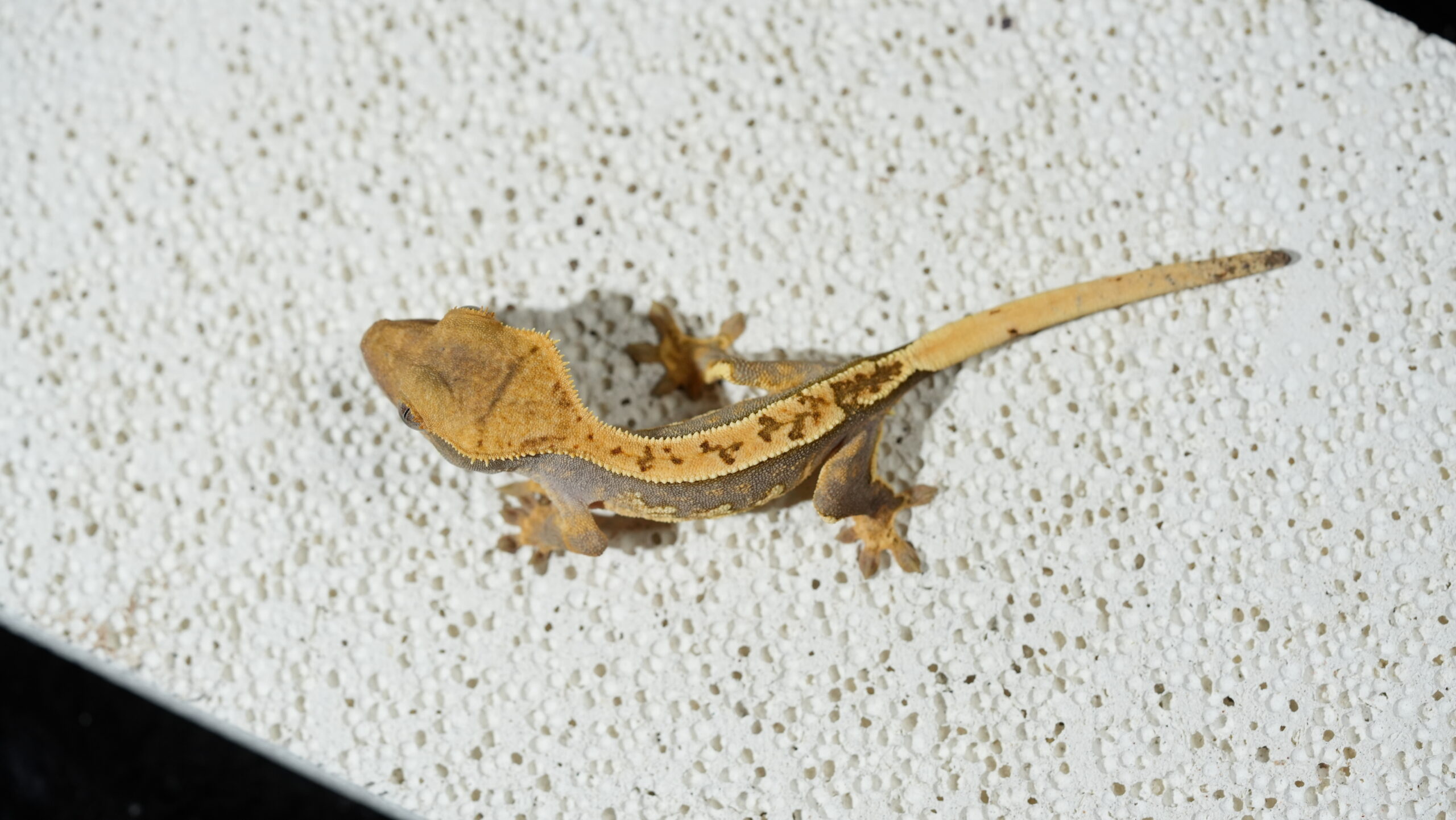 020 哈樂根:圖片 2