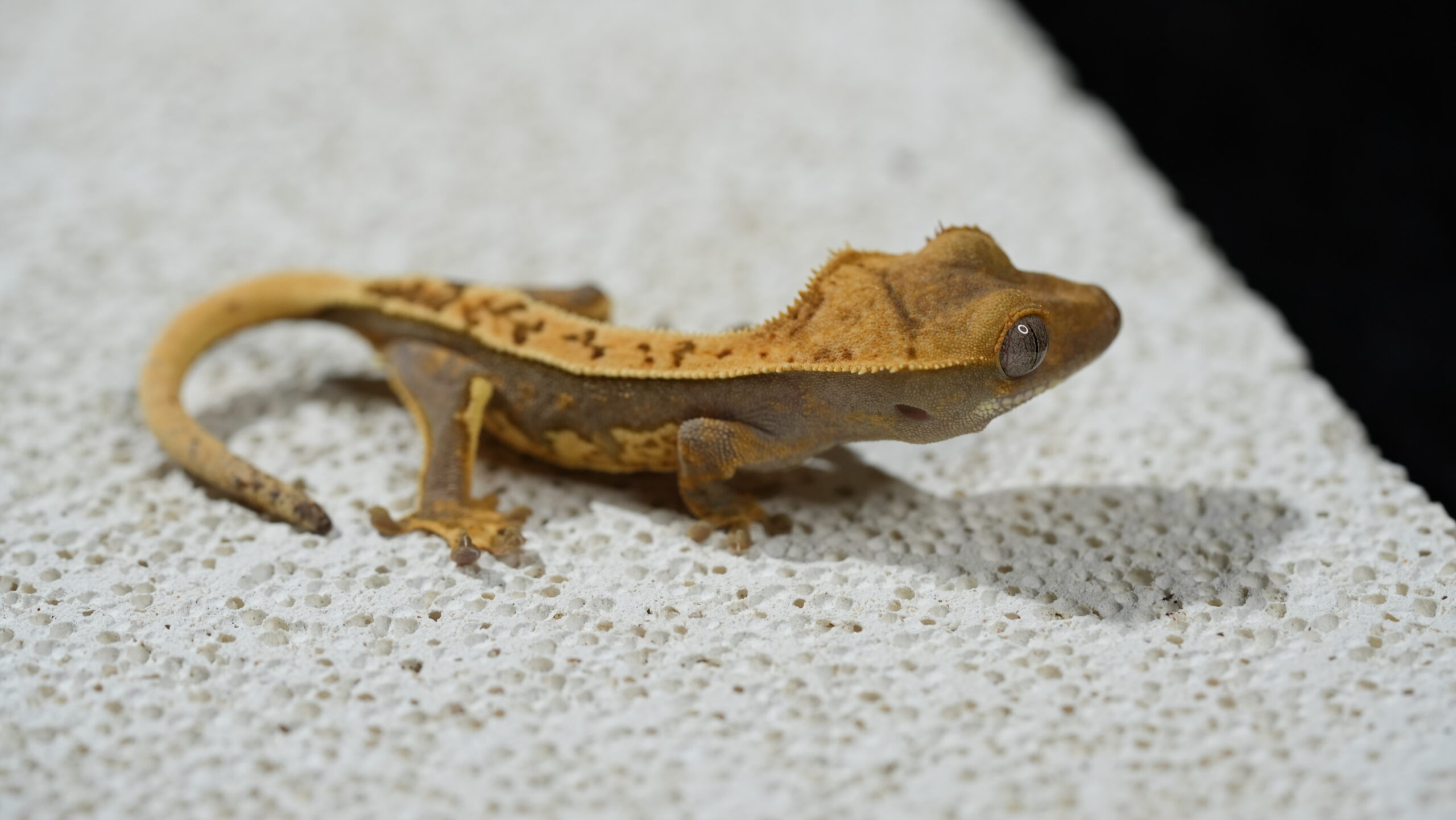 020 哈樂根:圖片 4