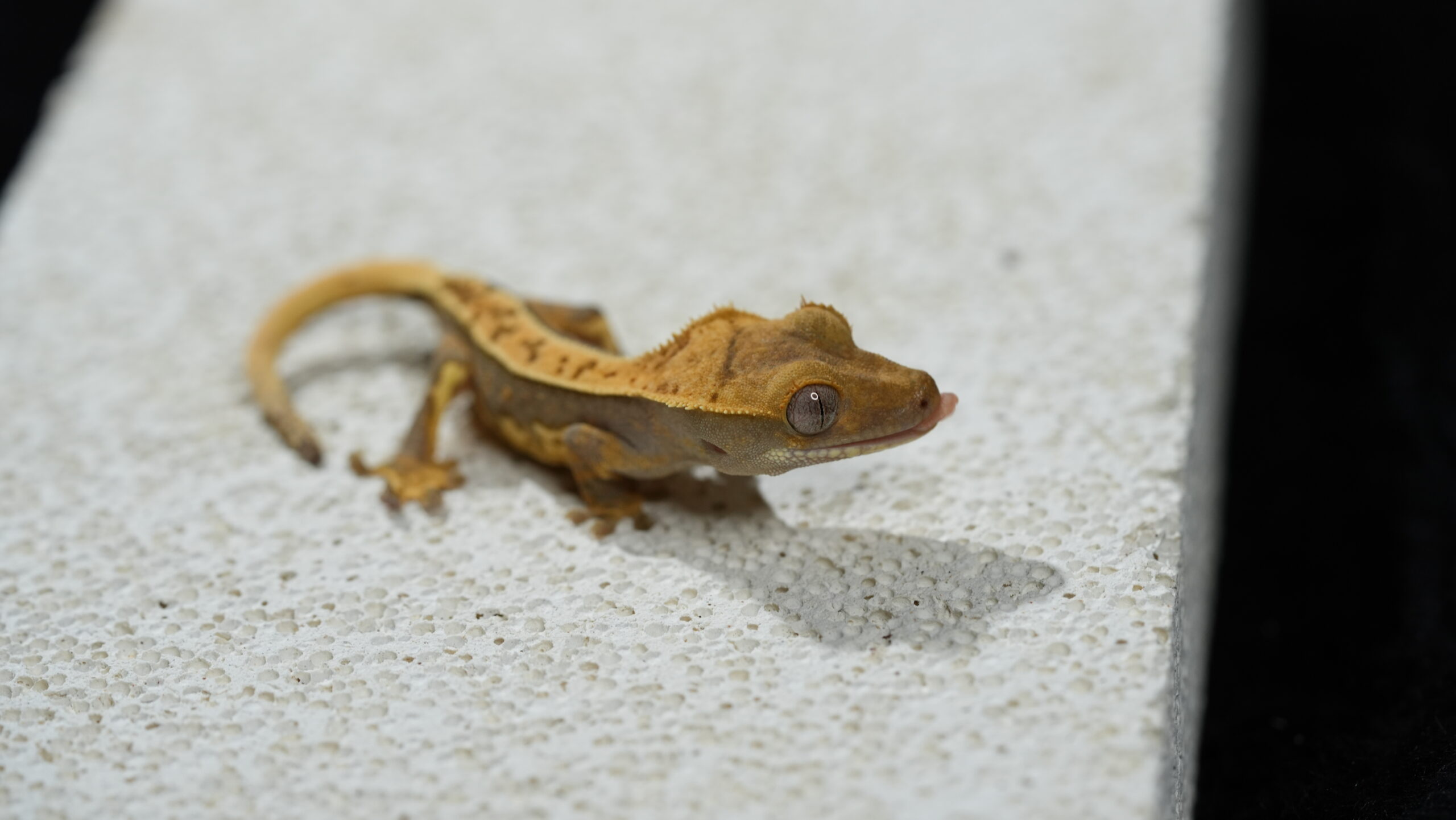 020 哈樂根:圖片 5