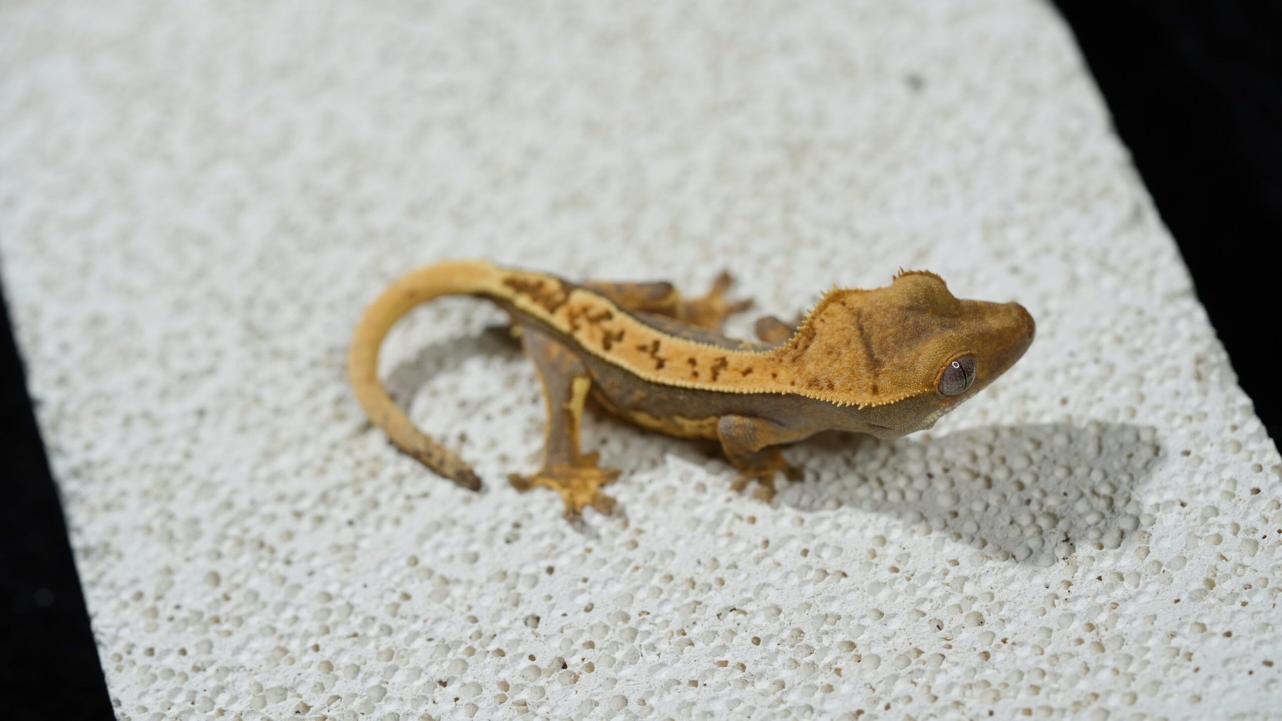 020 哈樂根:圖片 6