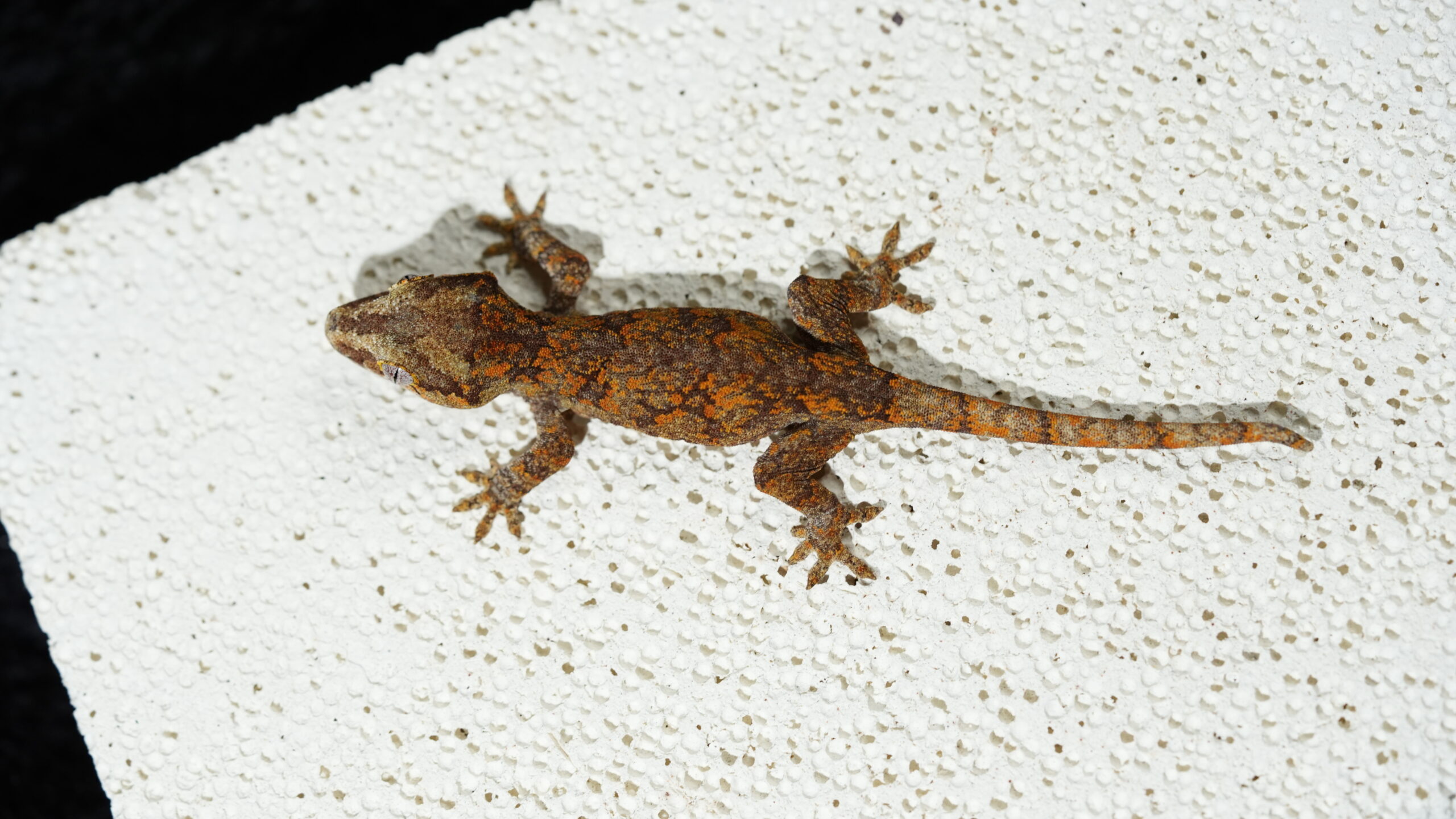 003 蓋勾亞:圖片 2