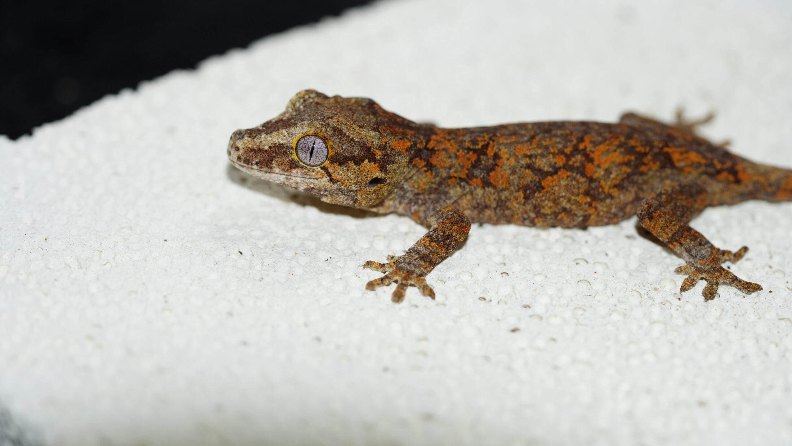 003 蓋勾亞:圖片 3