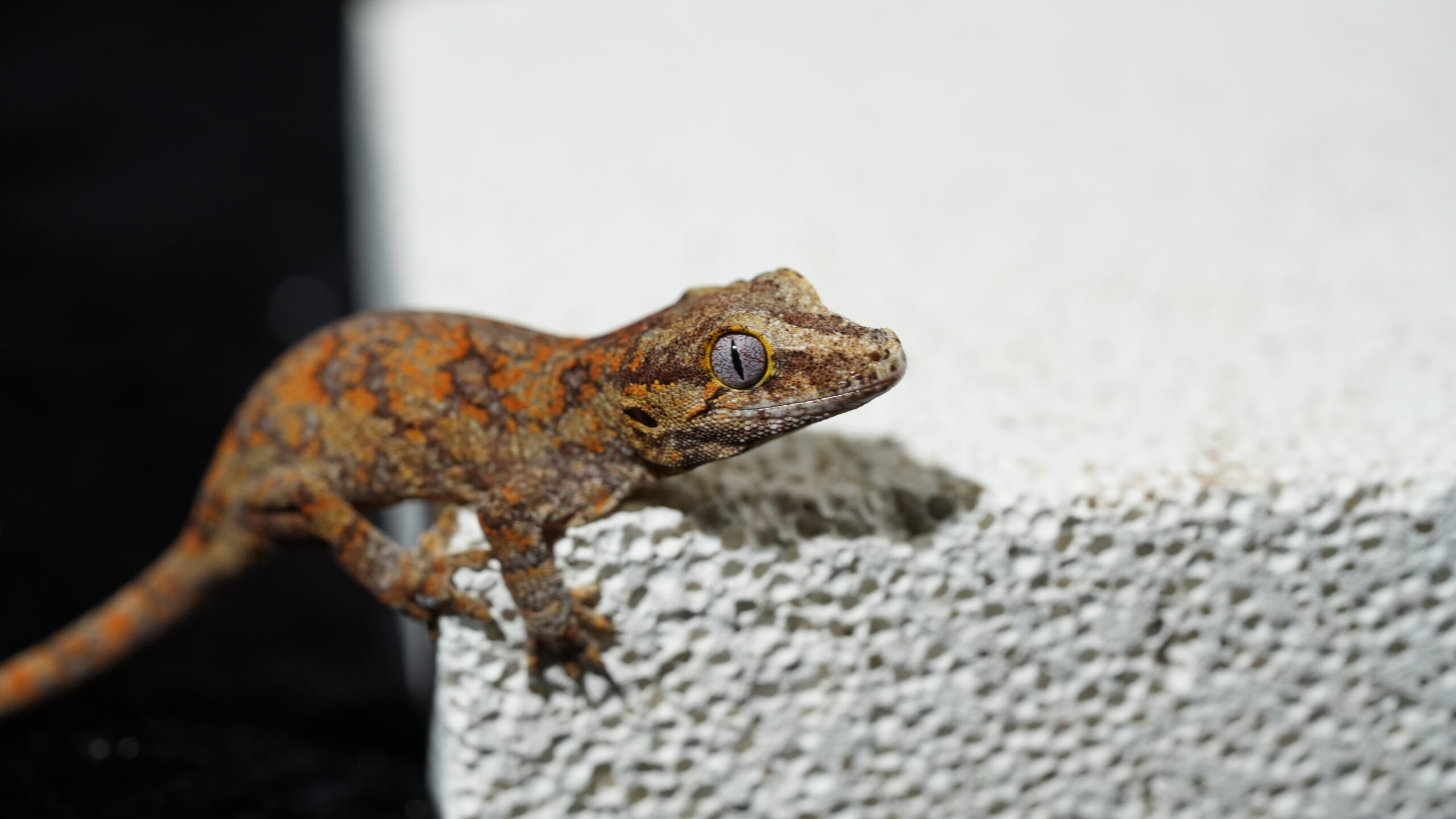 003 蓋勾亞:圖片 5